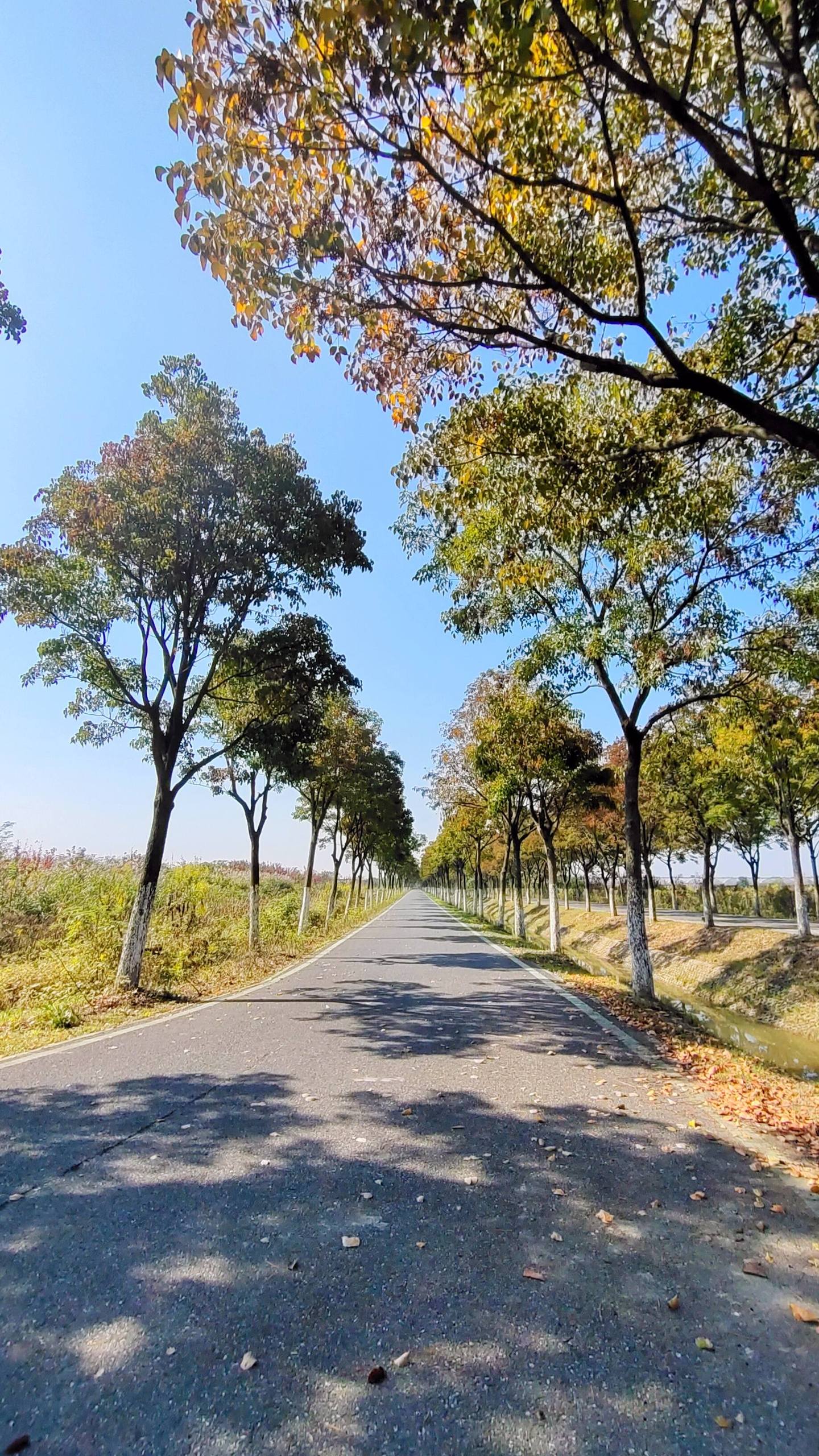 穿越绿野仙踪：森林公路的奇幻壁纸之旅详细内容1