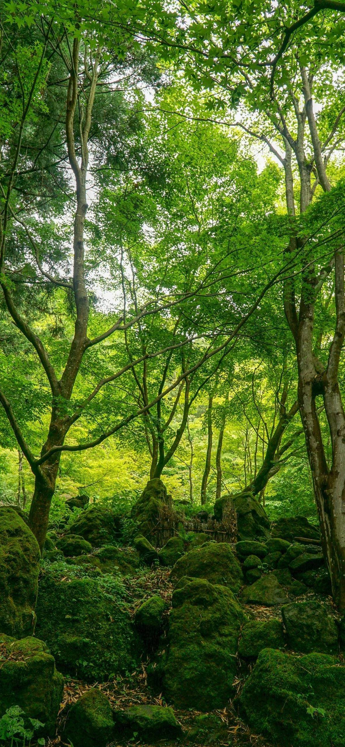 桌面上的绿水青山：花草山水高清壁纸，护眼又炫彩详细内容1