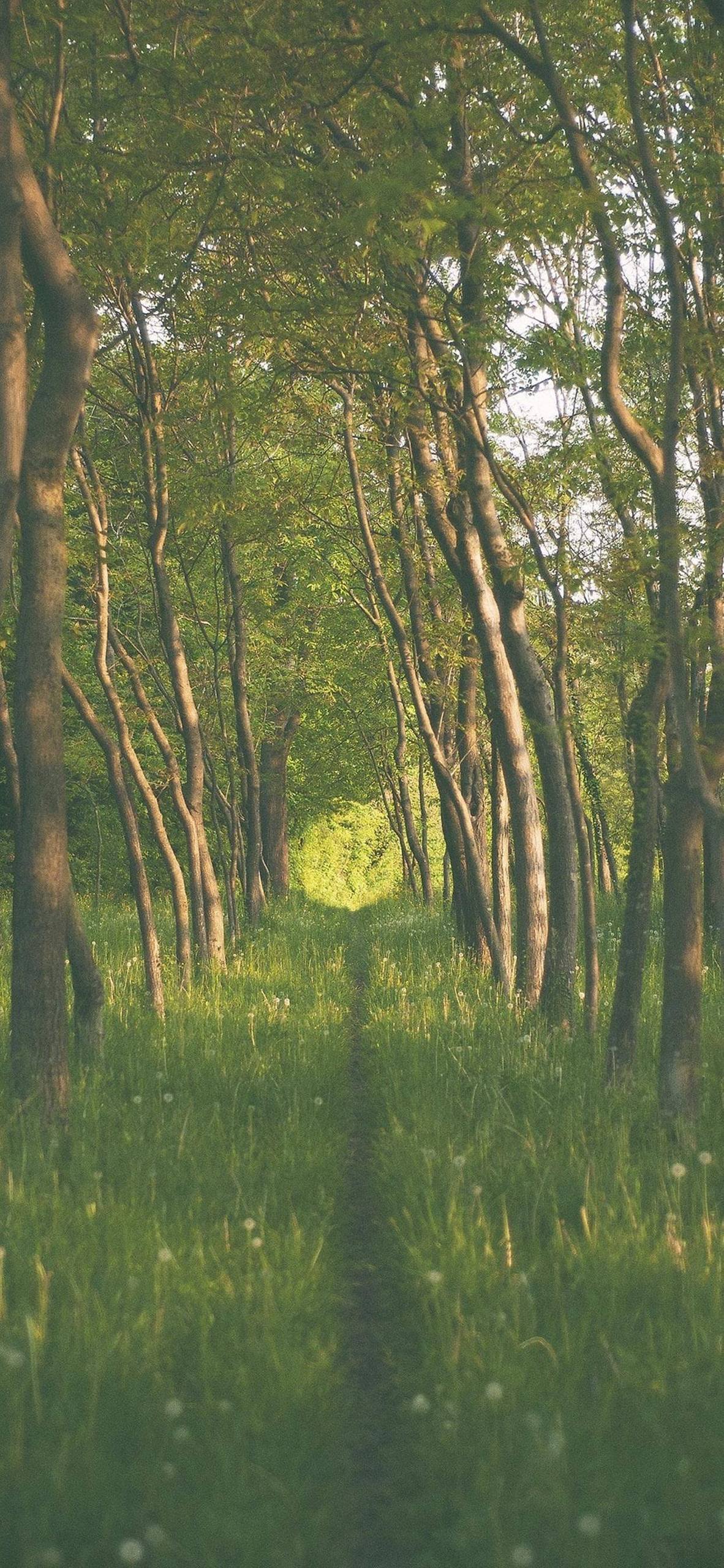 绿水青山间，花草山水绘成梦幻桌面详细内容2