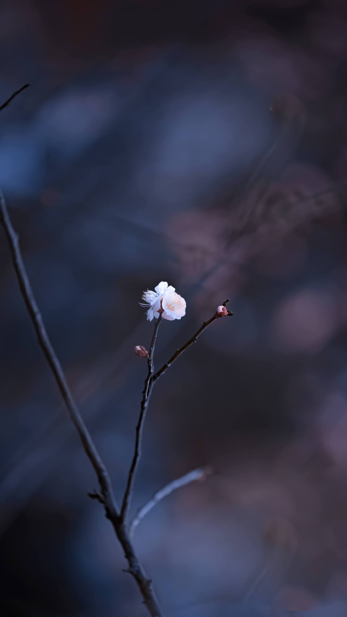 壁纸花朵下载壁纸预览