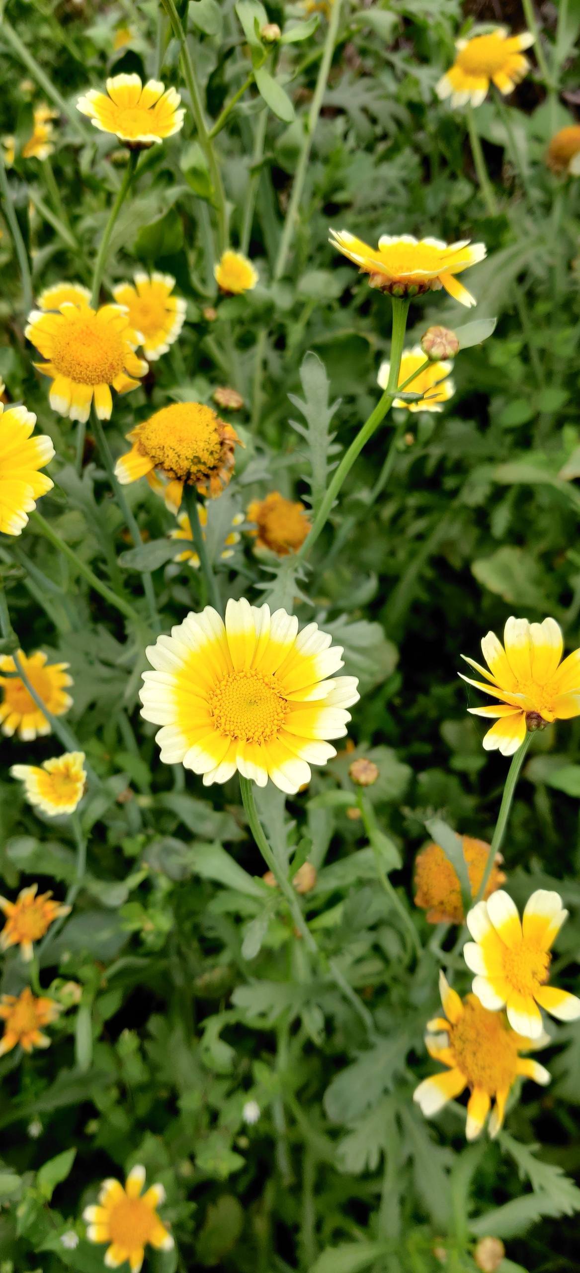 iu花朵壁纸壁纸预览