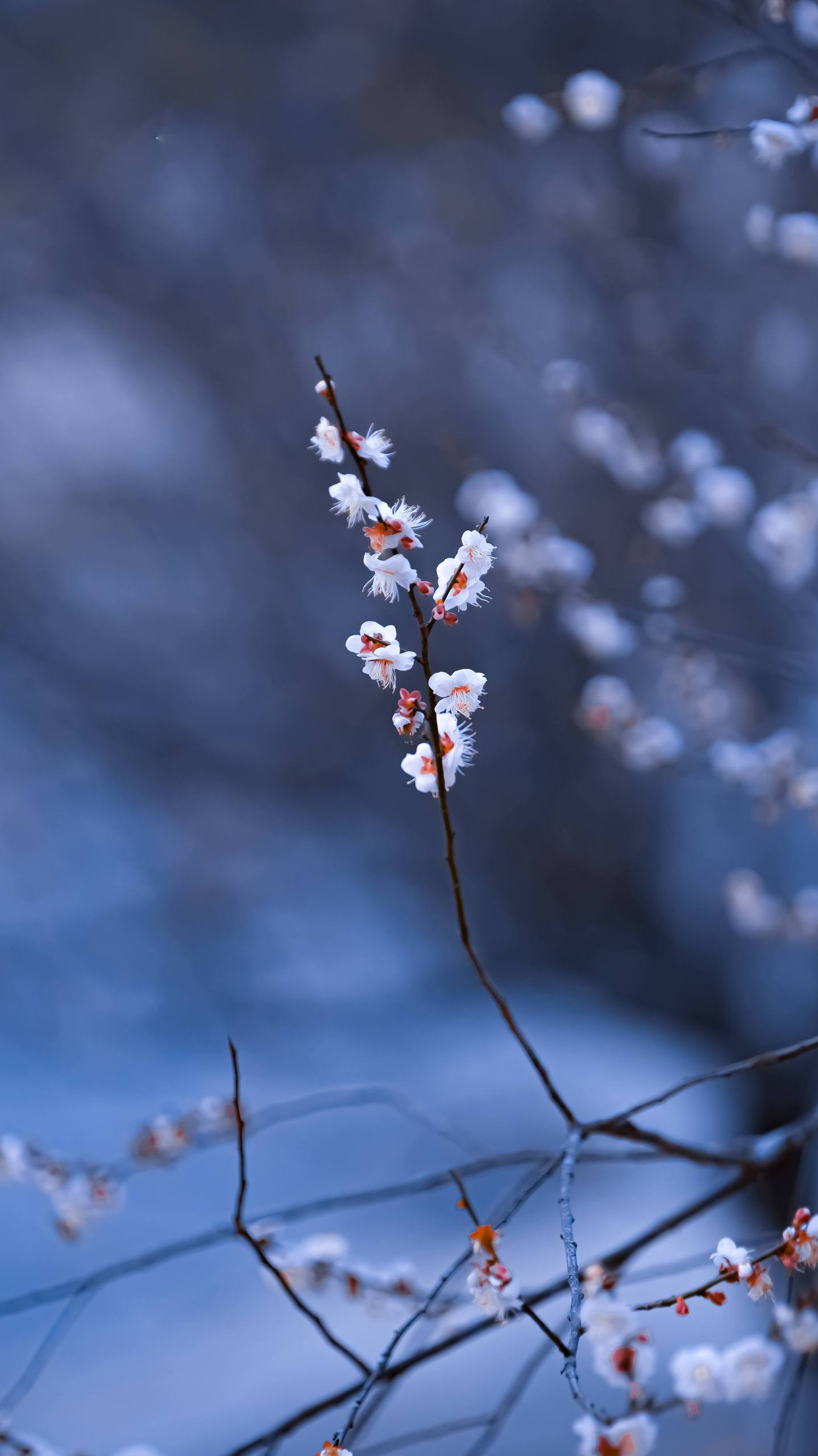 花之海洋：超高清动漫壁纸，让每一朵花都绽放你的屏幕详细内容1