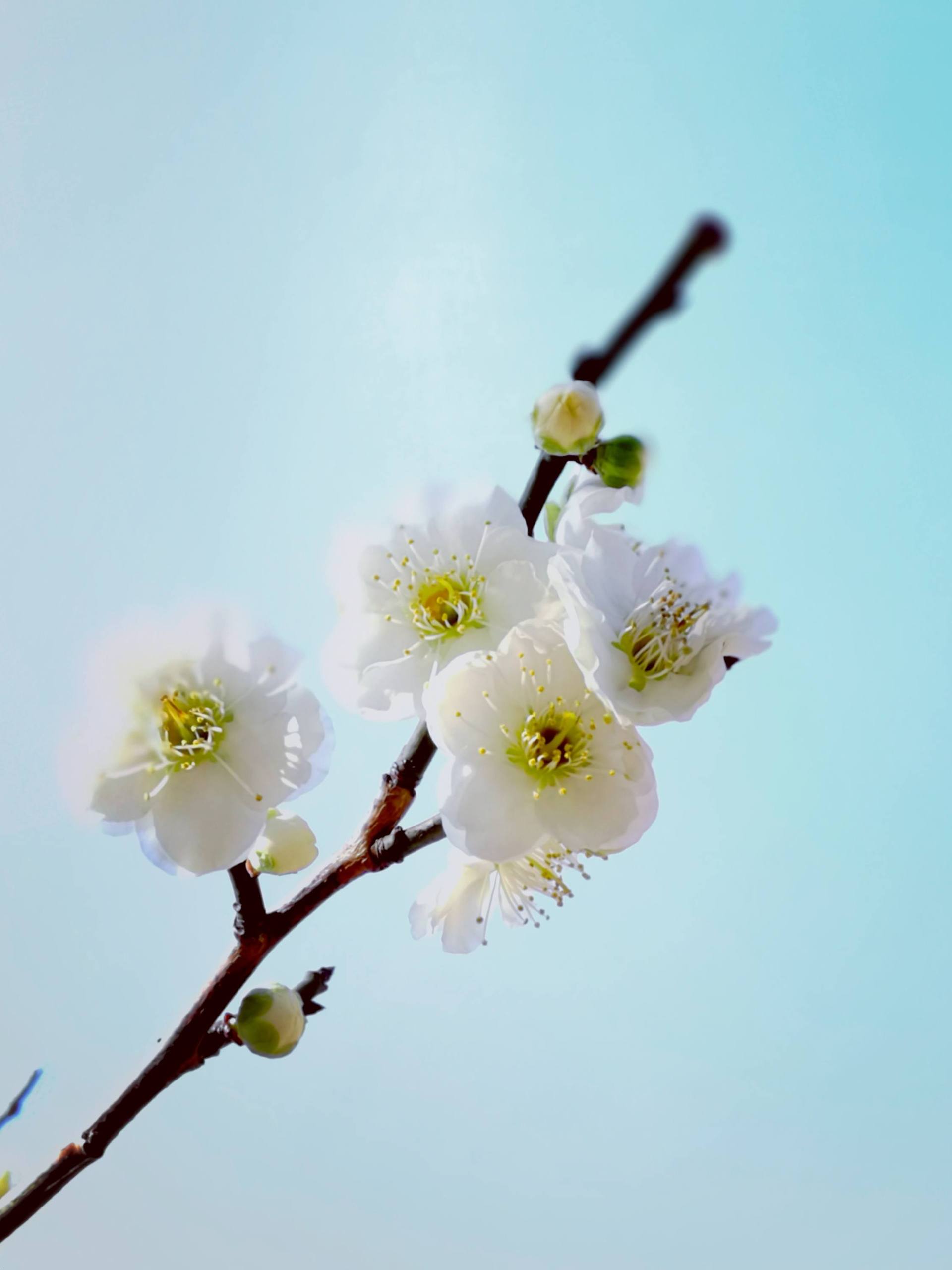 壁纸ins小众花朵壁纸预览