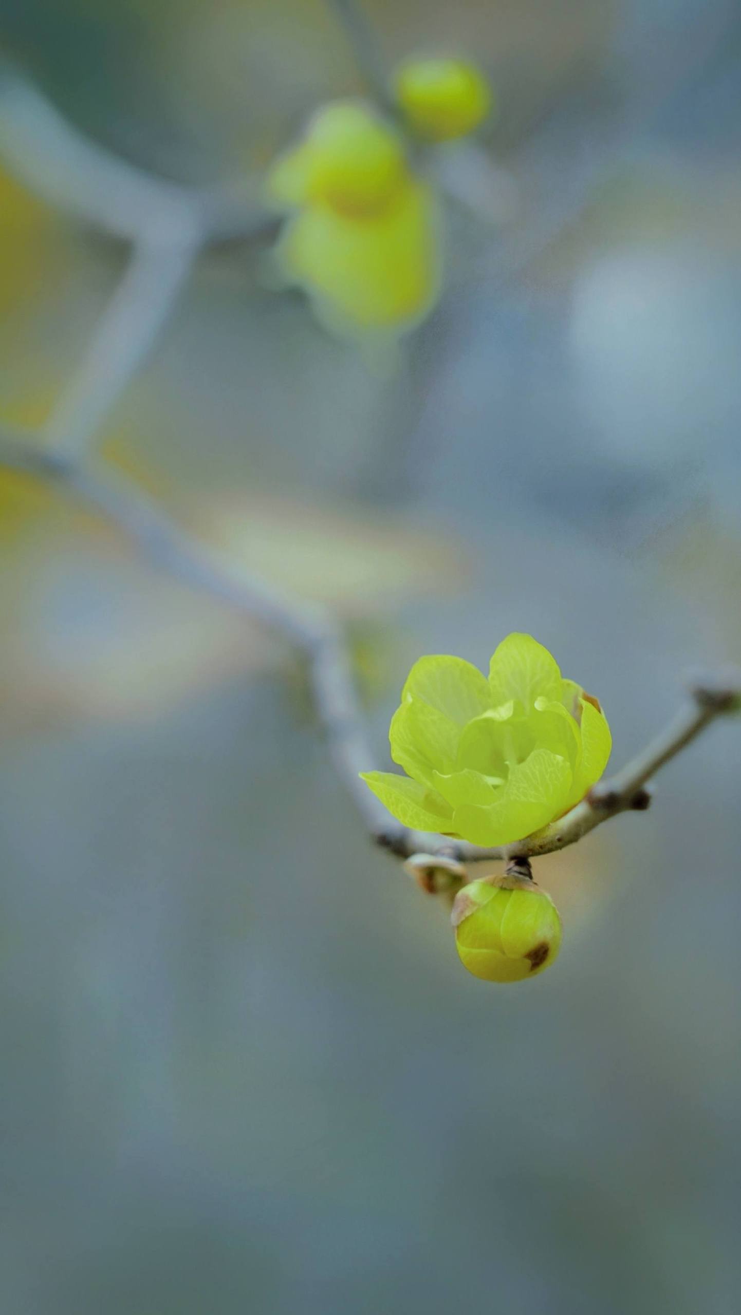 壁纸花朵亮壁纸预览