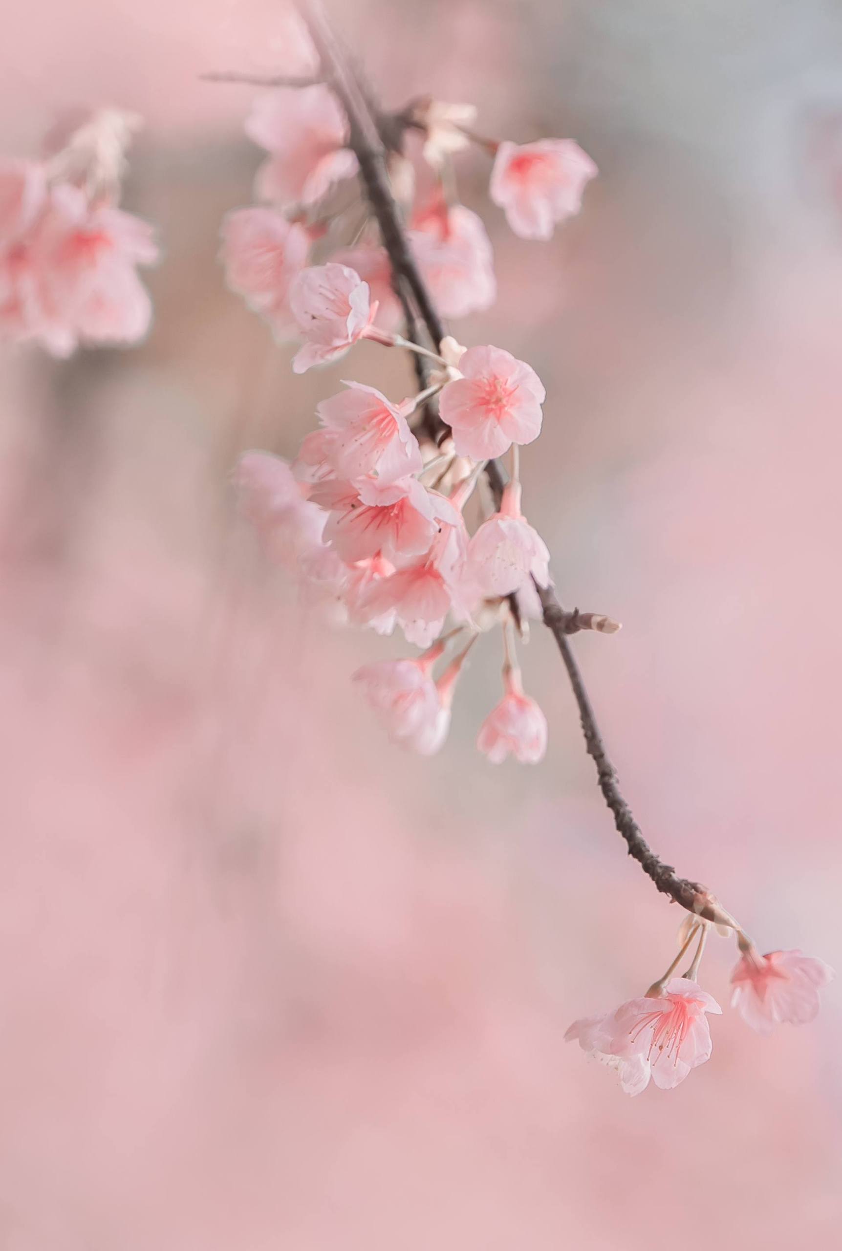 花之孤影：像素艺术中的单支花语详细内容1