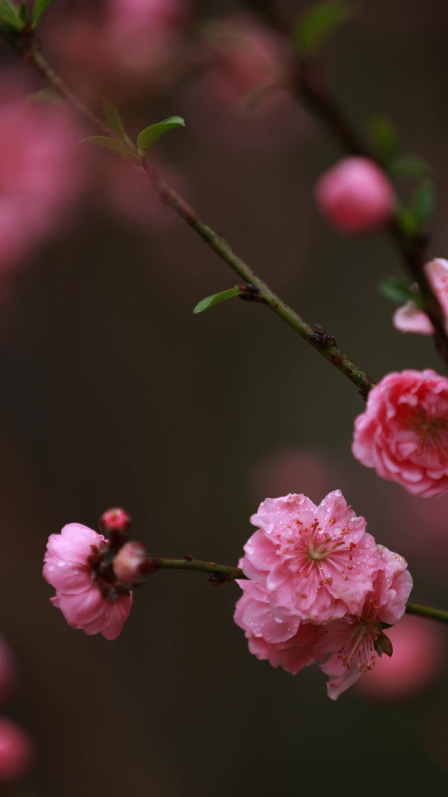 粉色花海漫游记：高清壁纸带你穿越梦幻花之境详细内容1