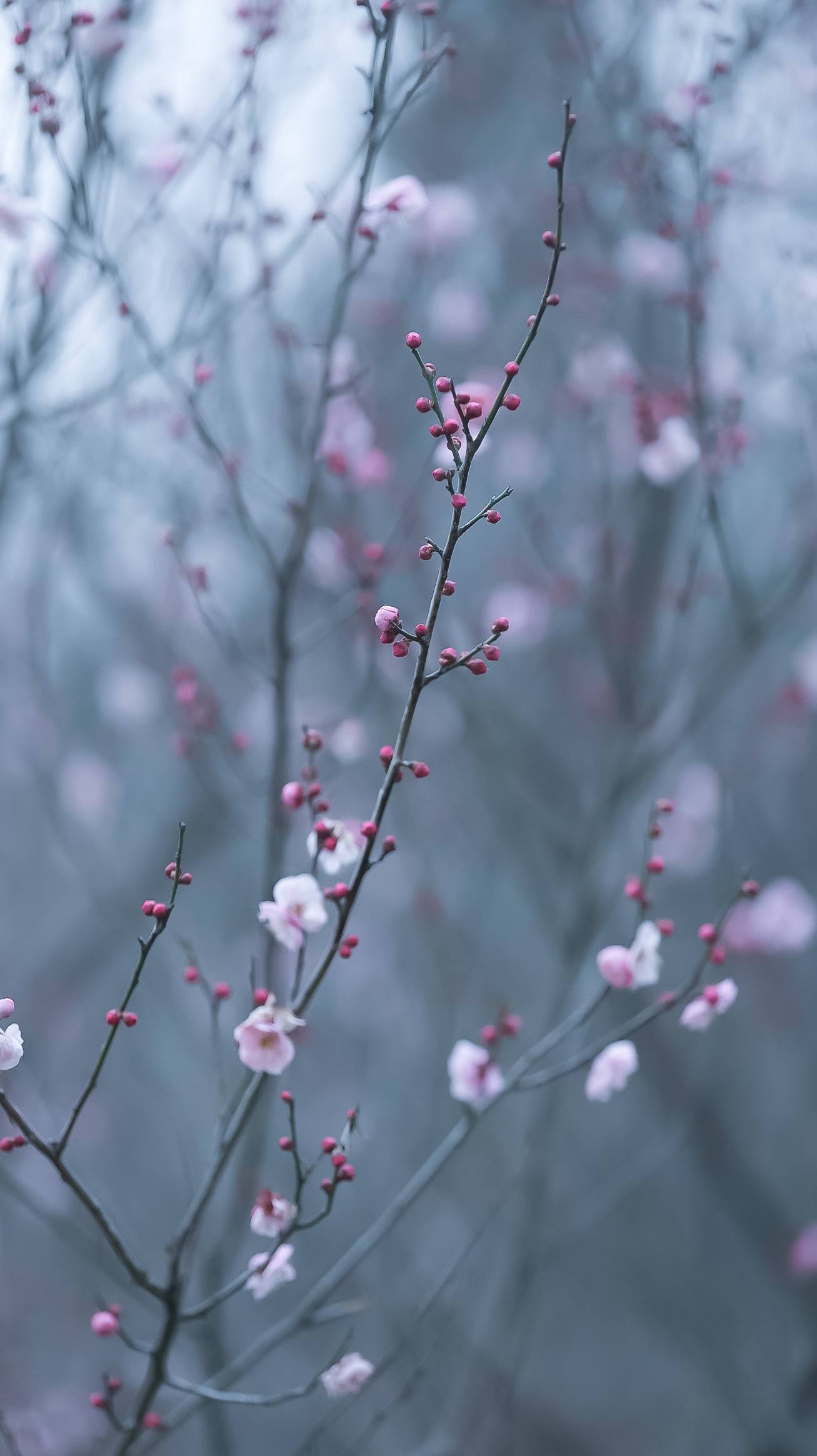 壁纸花朵亮壁纸预览