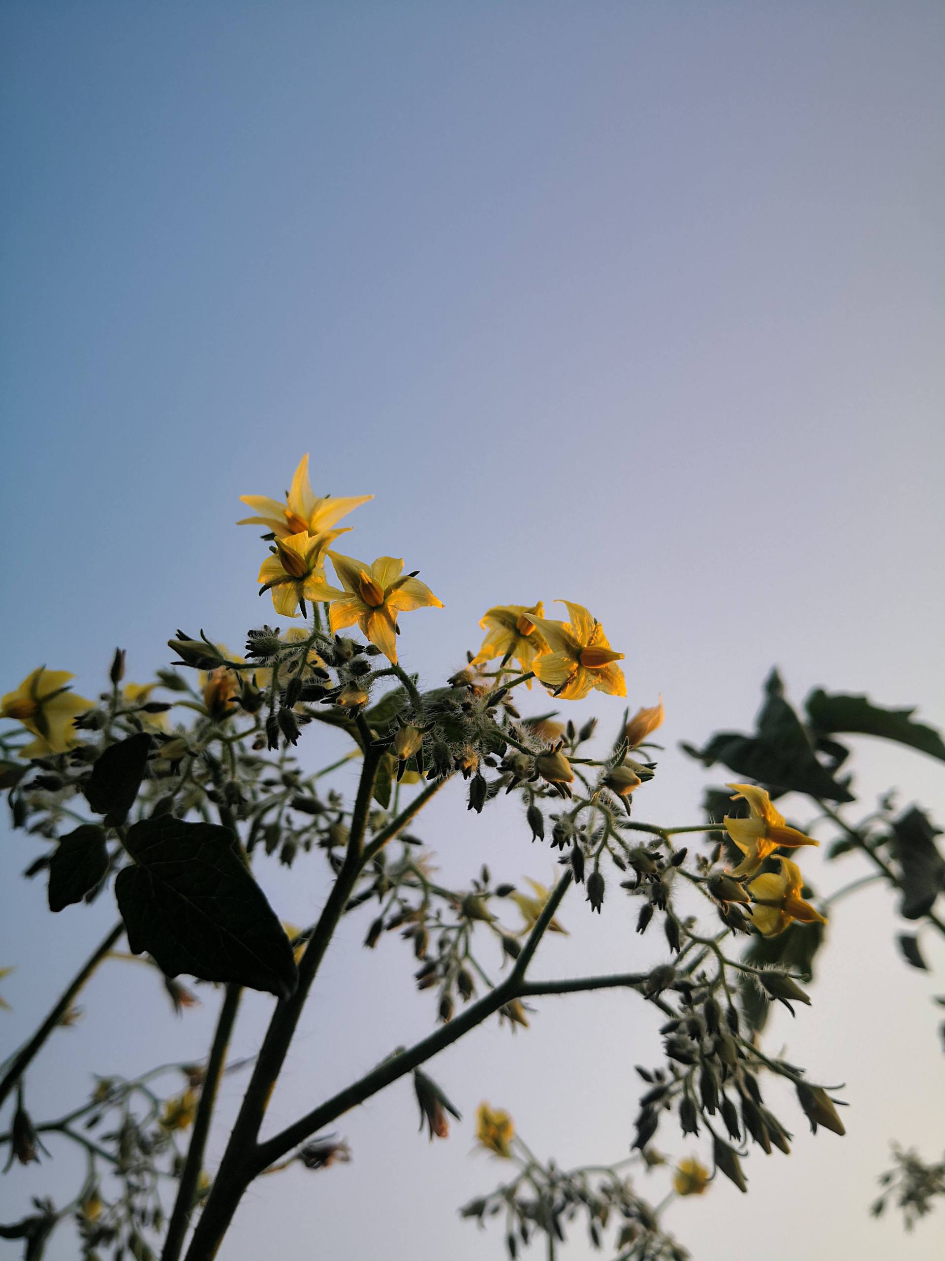 花语迷踪：壁纸Ins小众花朵的秘密花园详细内容2