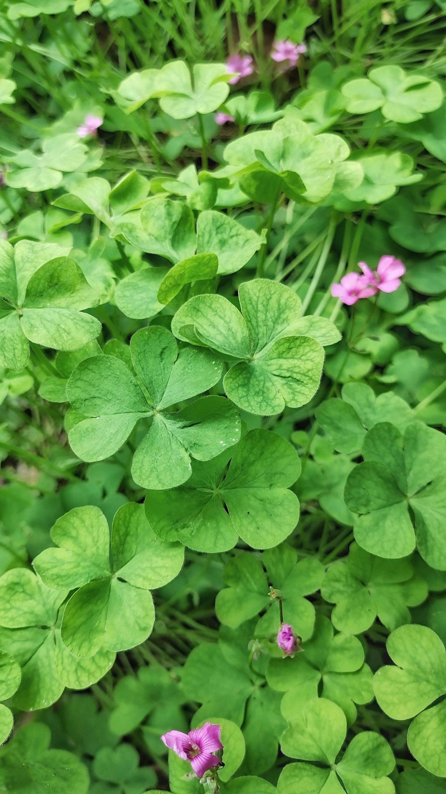 粉色花海漫游记：壁纸上的梦幻花语详细内容2