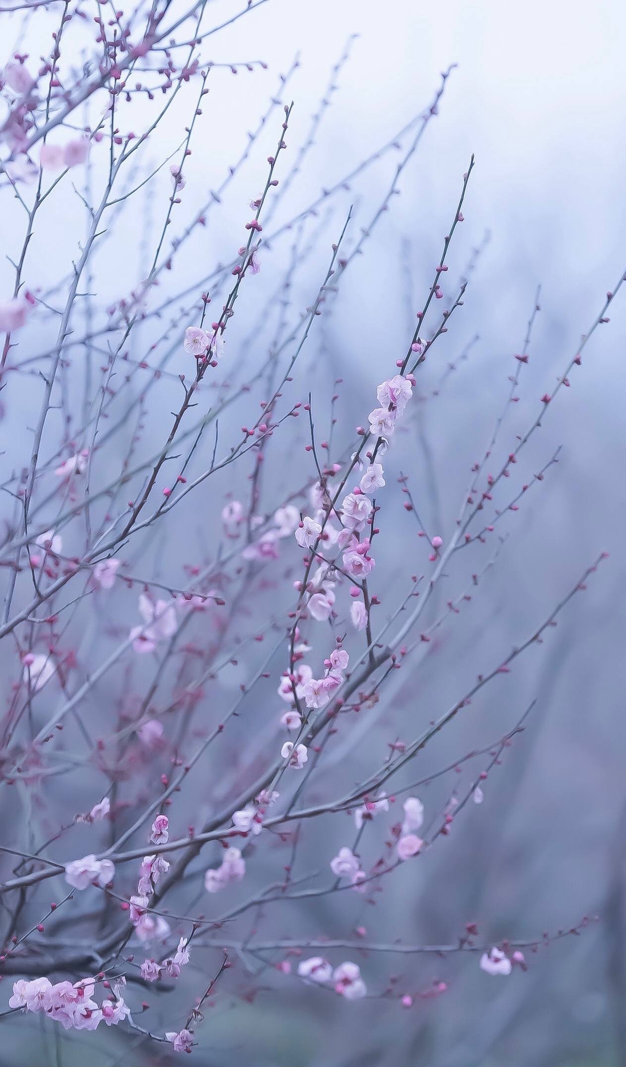 花之海洋：壁纸花朵的极简光影盛宴详细内容2