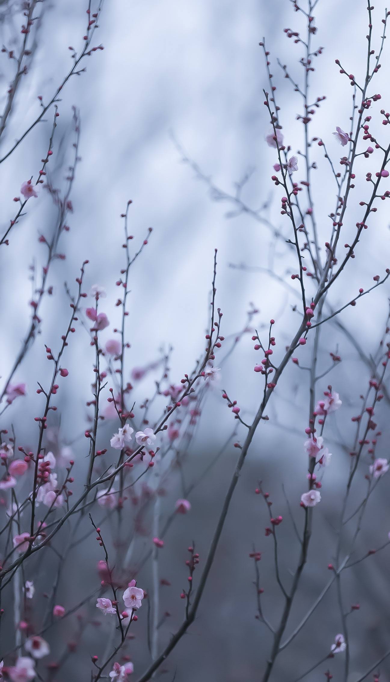 花之海洋：壁纸花朵的绚烂绽放详细内容1