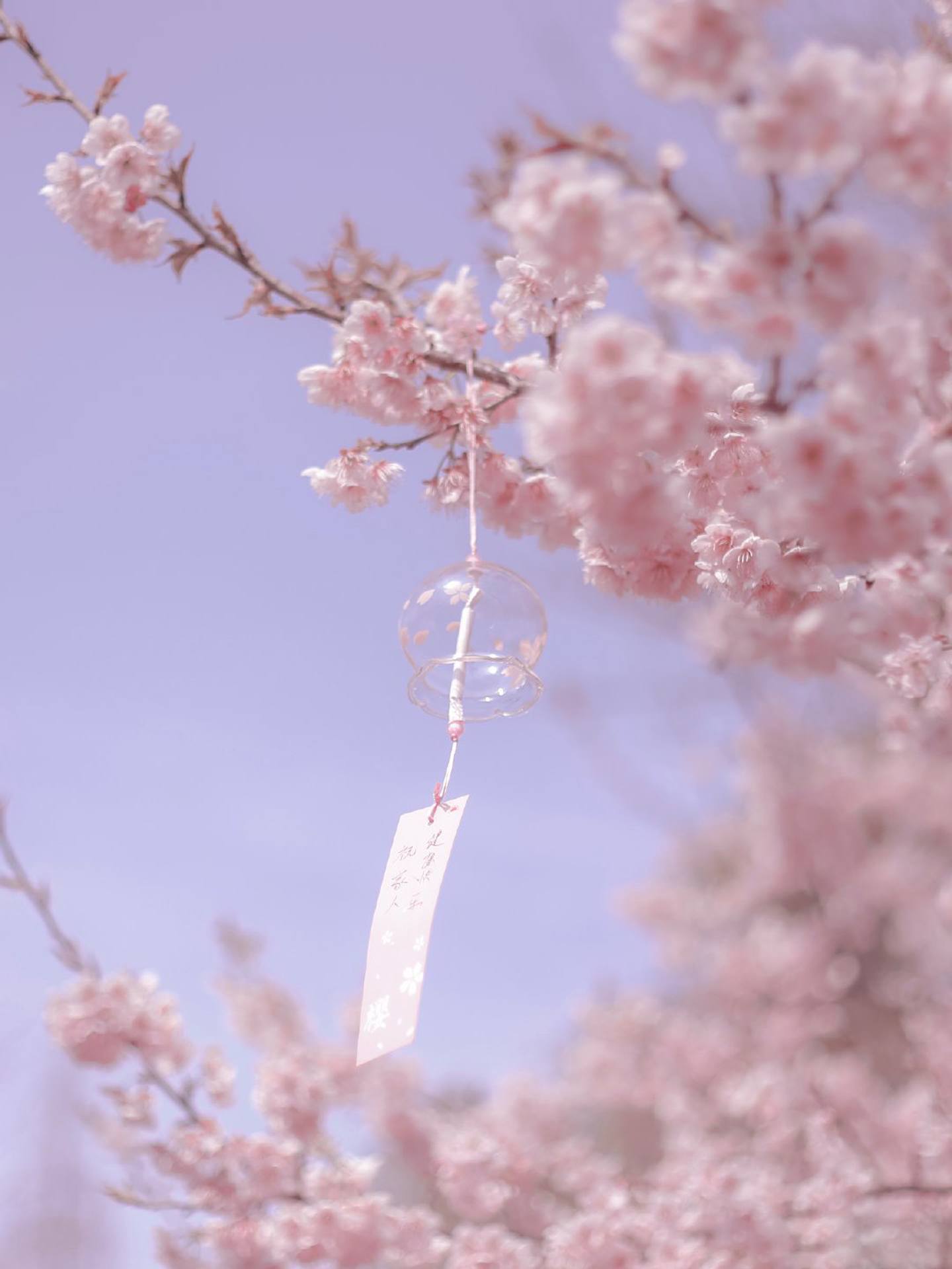 粉色花海漫游记：iPad桌面上的静谧花语详细内容2