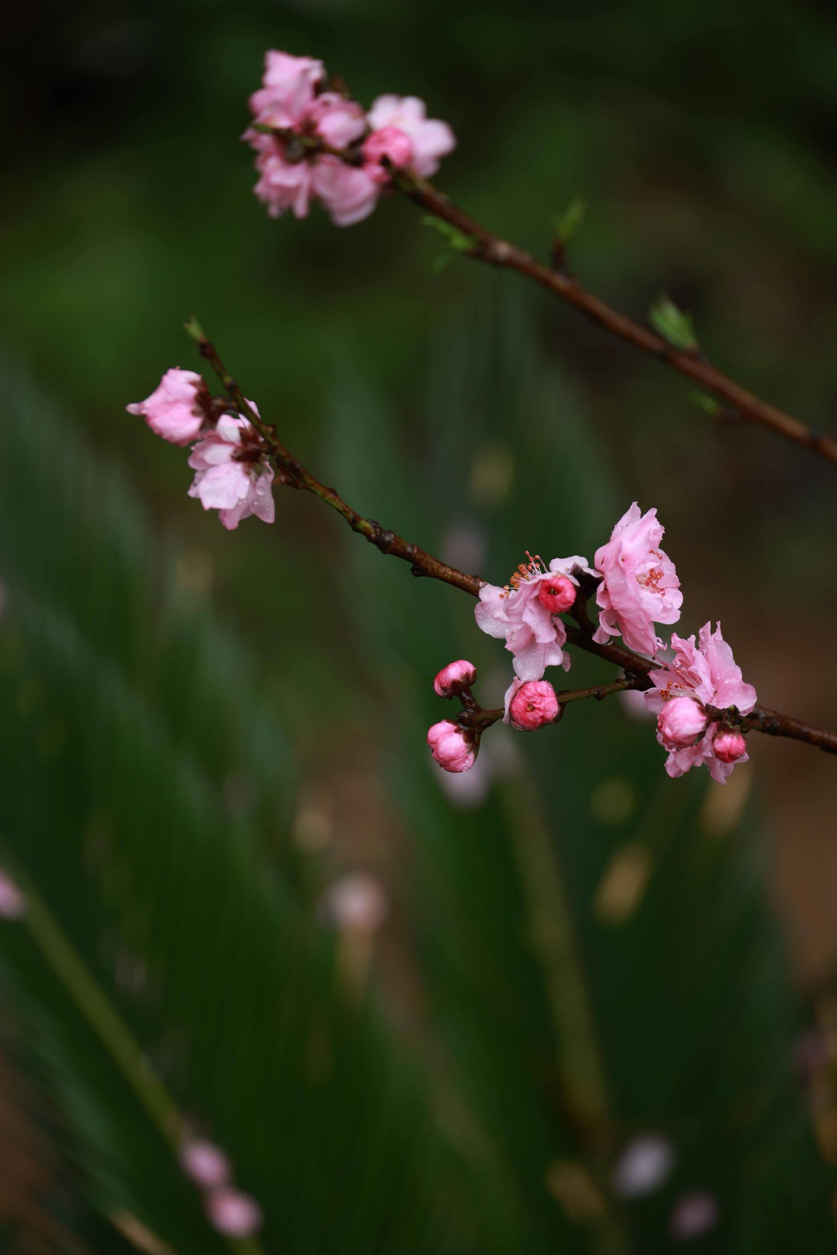 春日花海：高清花朵壁纸，让你的安卓桌面绽放生机详细内容1