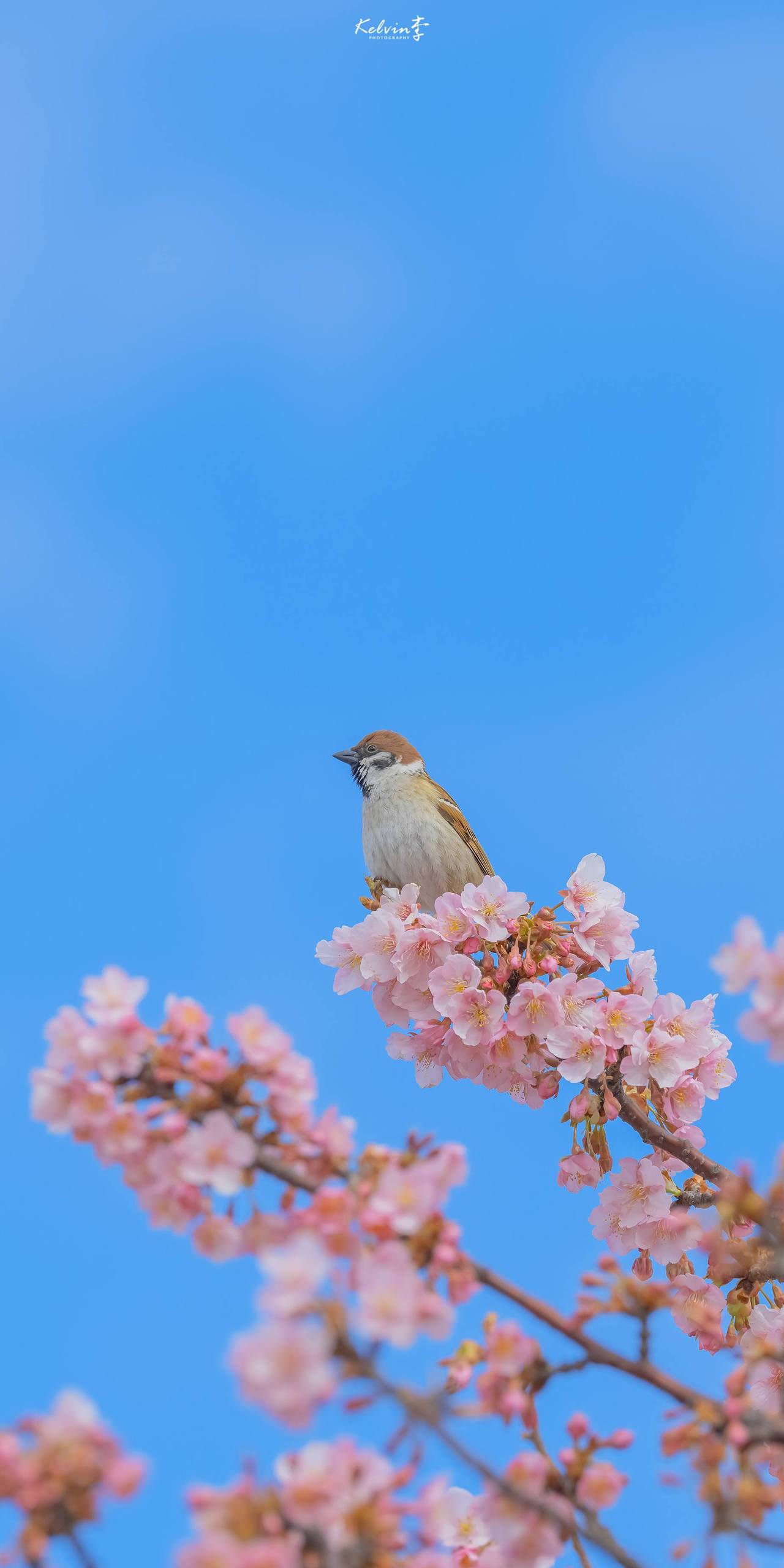 春日花海：高清花朵壁纸，让你的安卓桌面绽放生机详细内容2