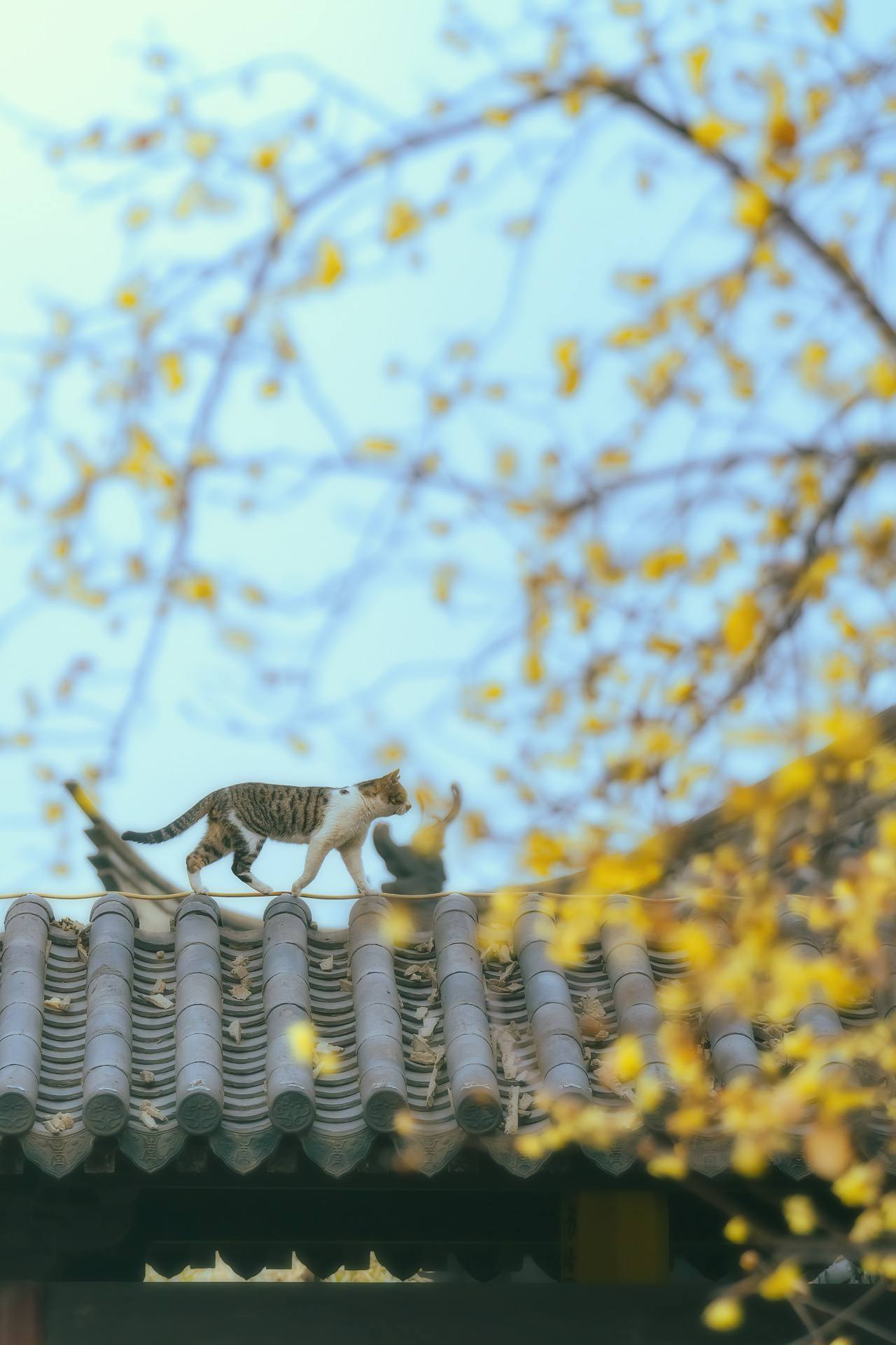 花之海洋：壁纸花朵的绚烂绽放详细内容2