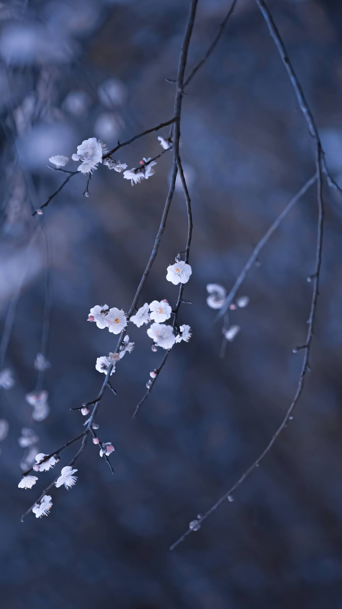 花海中的手机守护者：壁纸花朵的奇幻冒险详细内容1