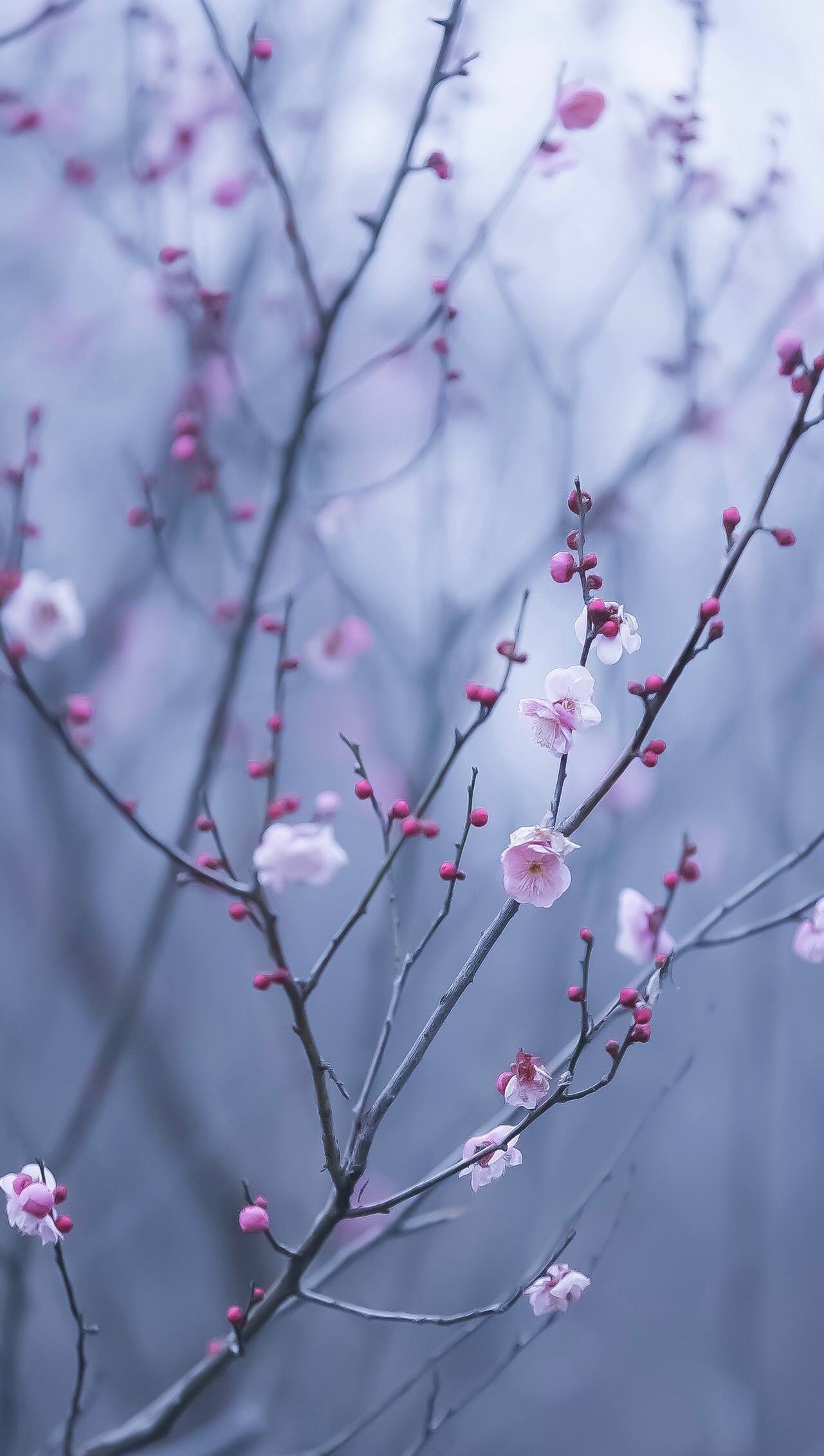 花之泪：壁纸花朵的伤感海洋，点亮你的苹果桌面详细内容1