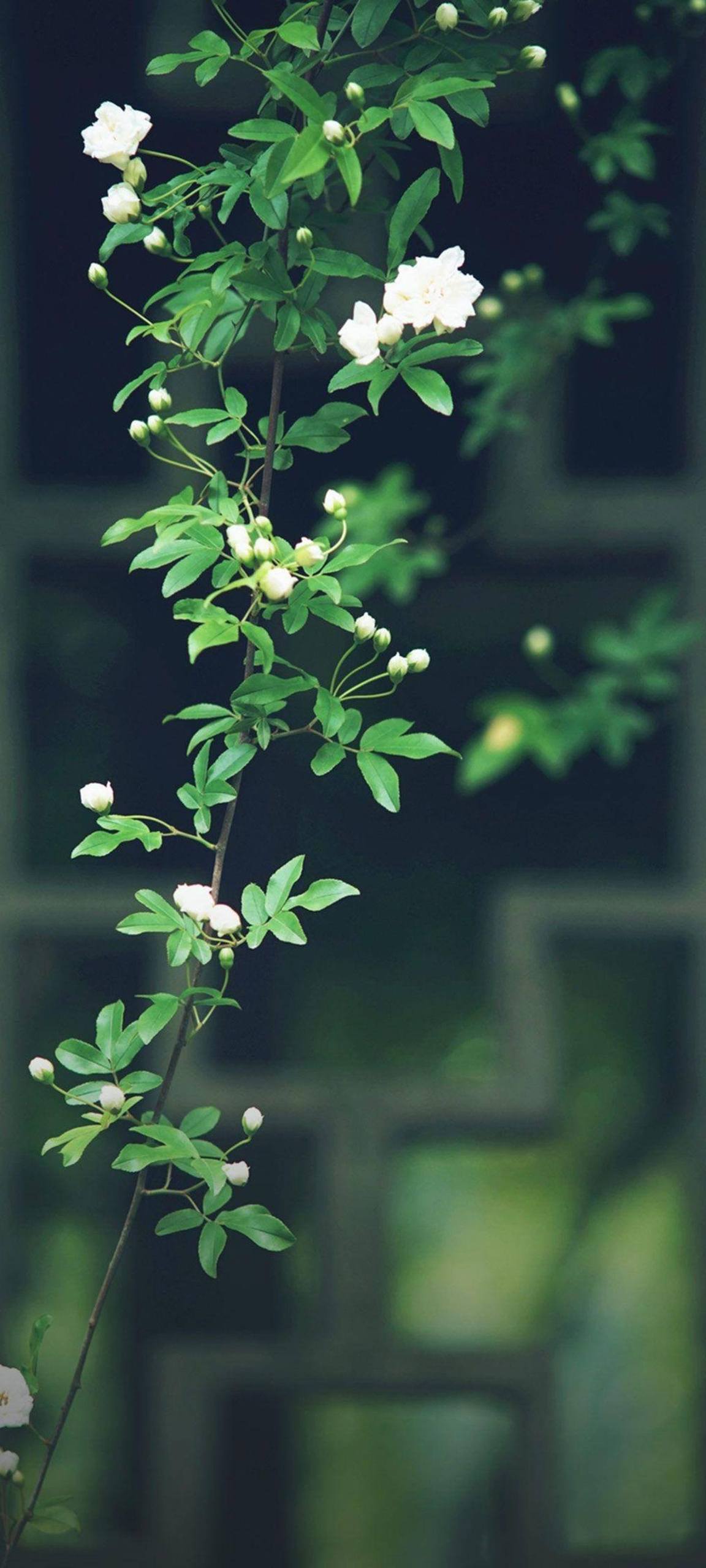 白色油画花朵壁纸：沉浸在花的海洋，苹果桌面的视觉盛宴详细内容2