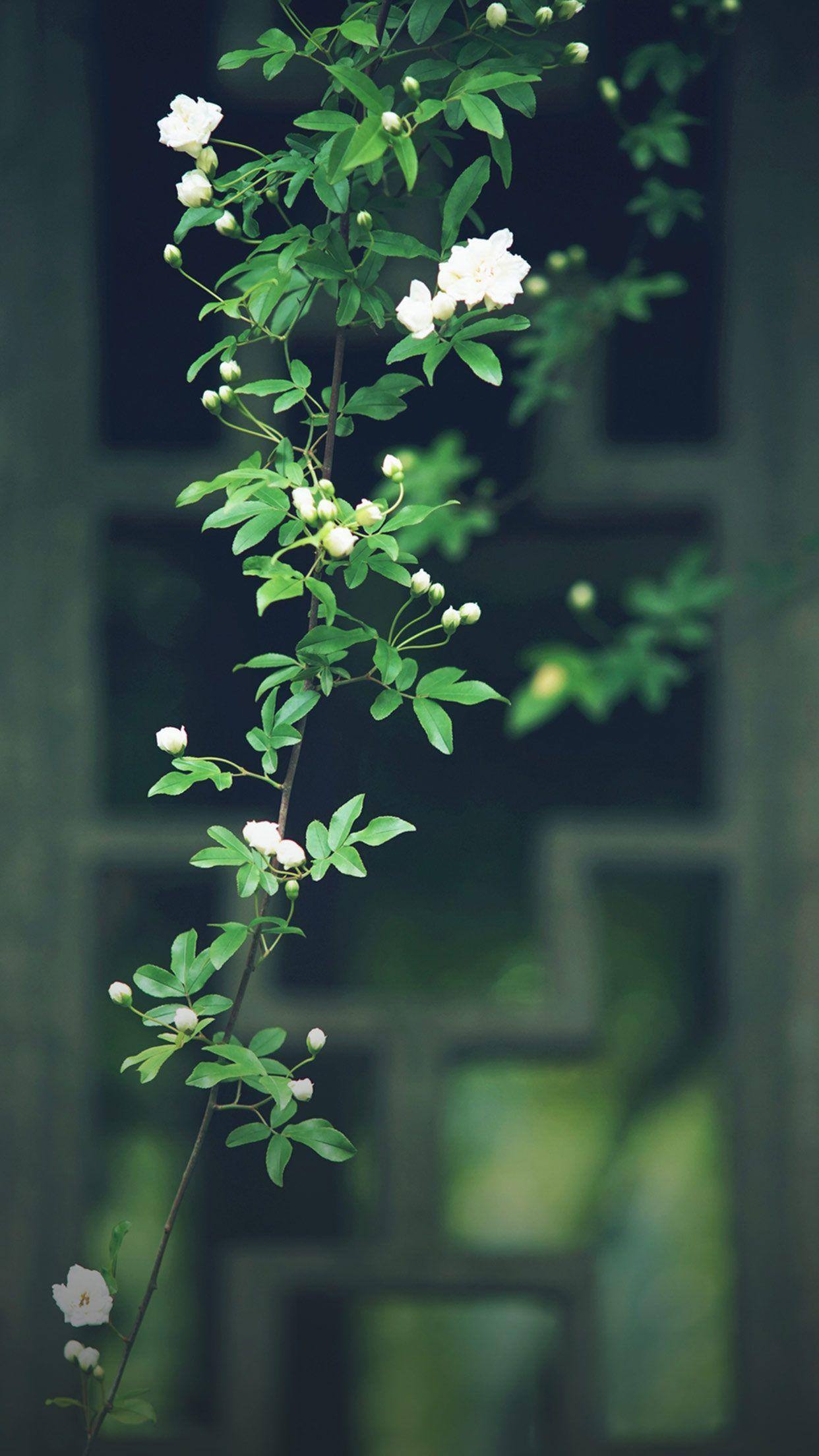 花舞古风：苹果壁纸上的二次元花海奇遇详细内容2