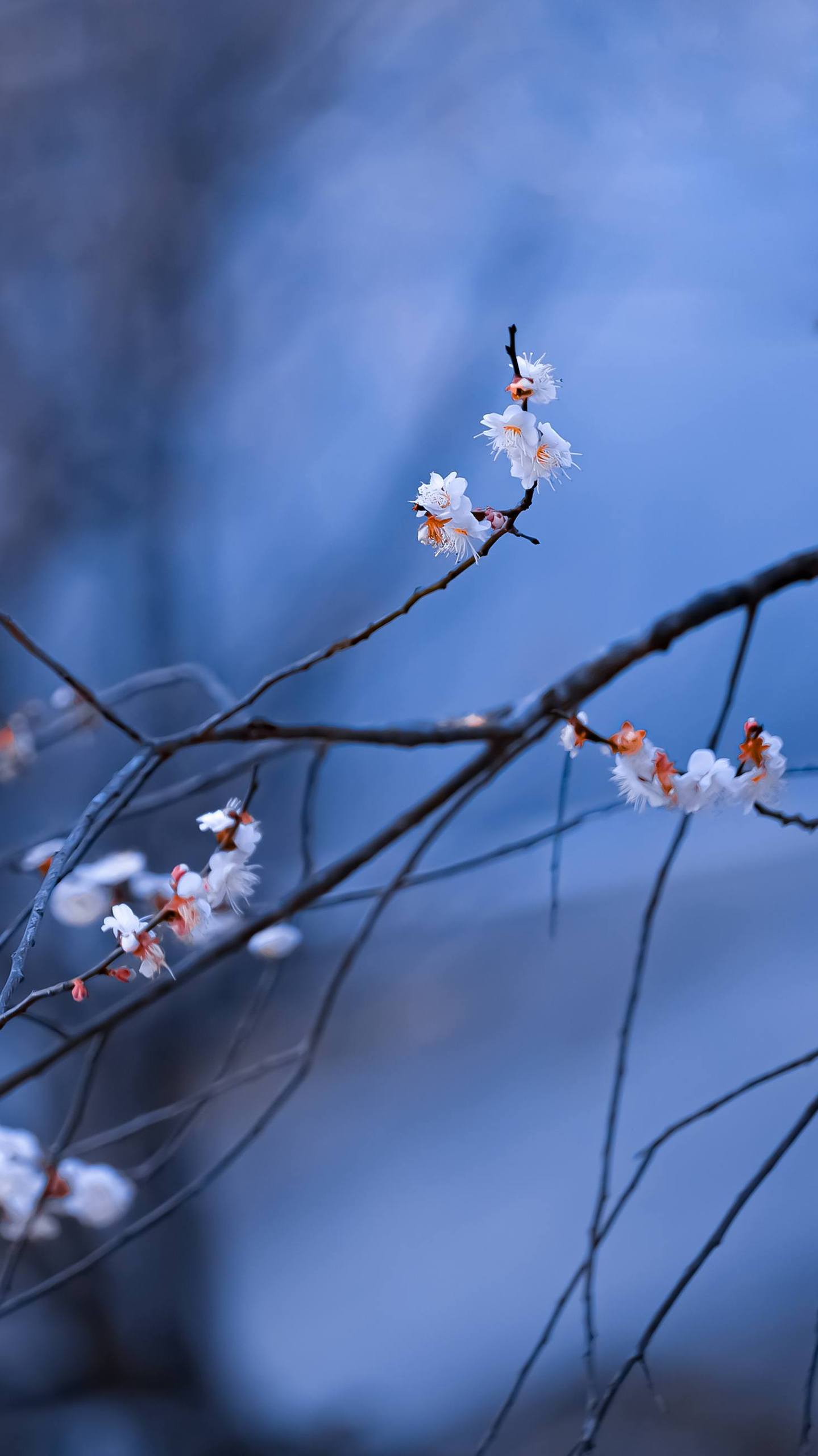 花海漫游：iPad宽屏上的绿色极简花语详细内容2