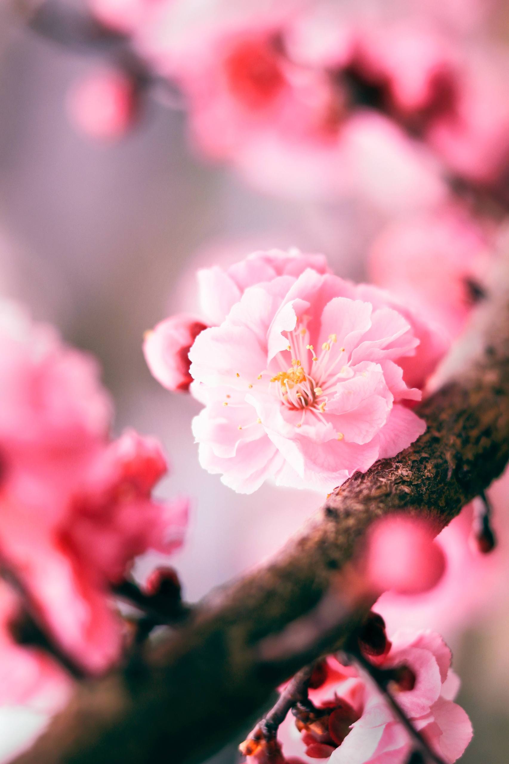 青草与花儿的秘密花园：草地花动态壁纸的奇幻之旅详细内容1