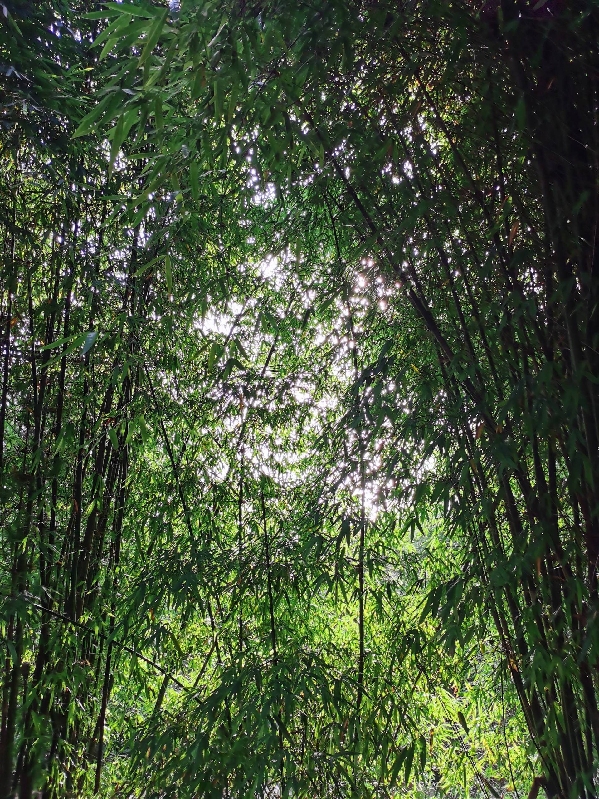 草地花动态壁纸壁纸预览