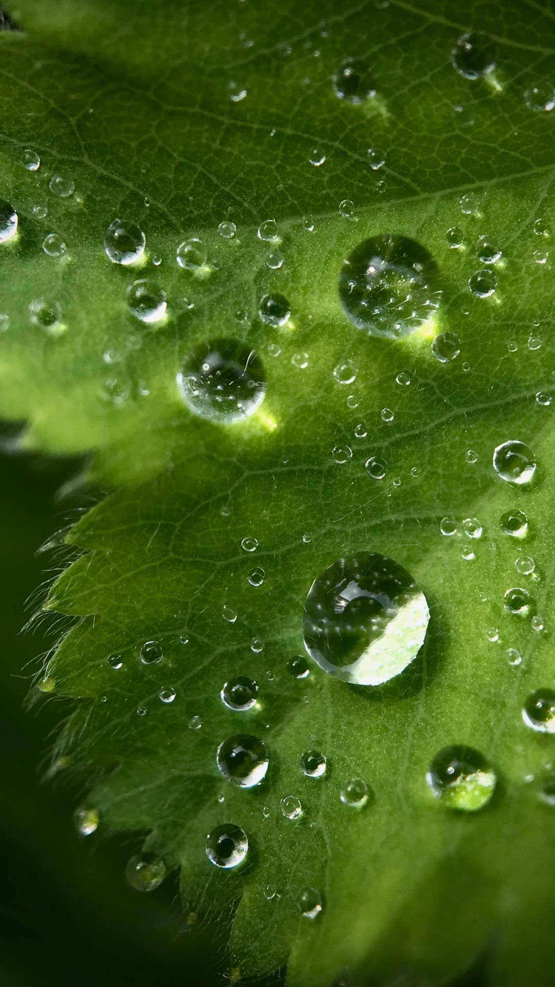 草地动态壁纸壁纸预览