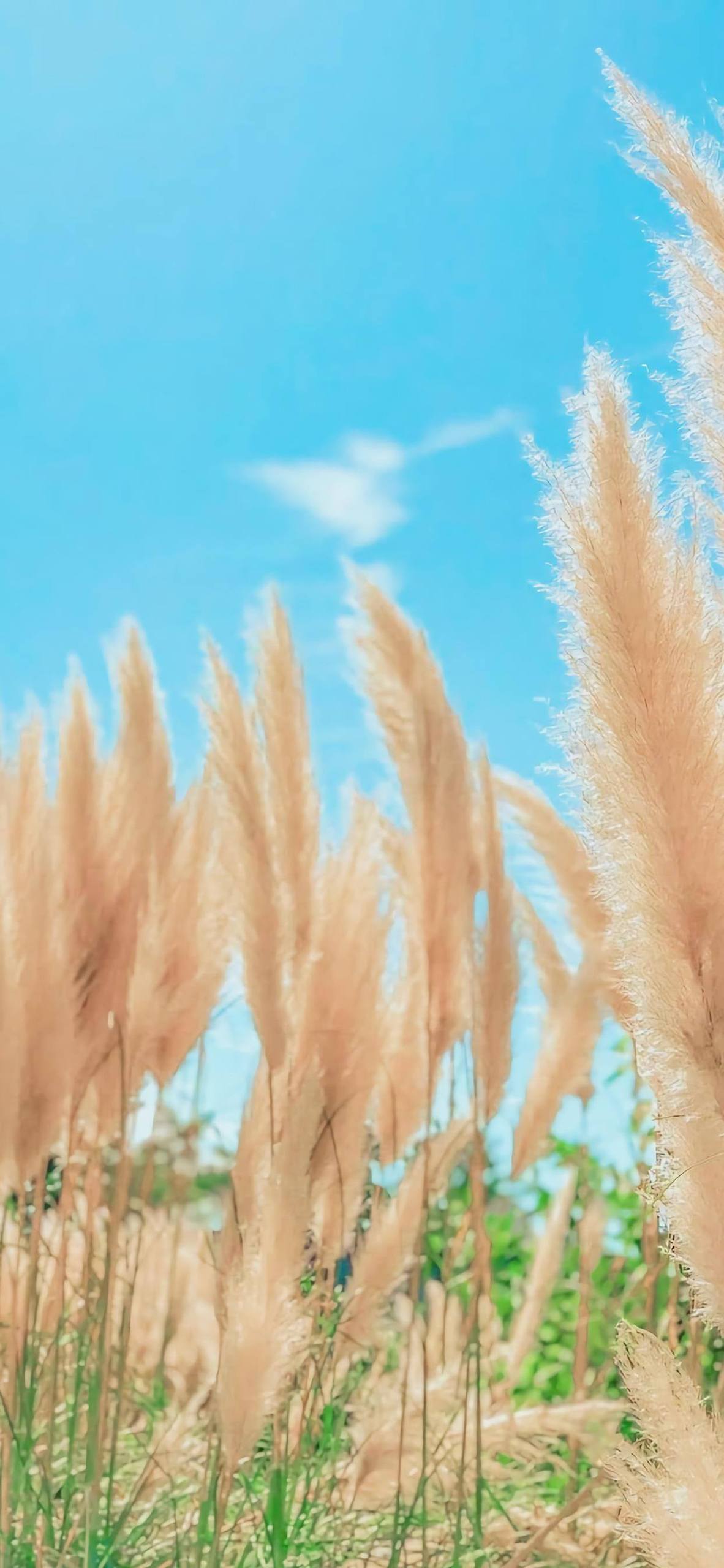 青草与花儿的视觉盛宴：草地大海壁纸，让你的PC锁屏焕发自然之美详细内容1