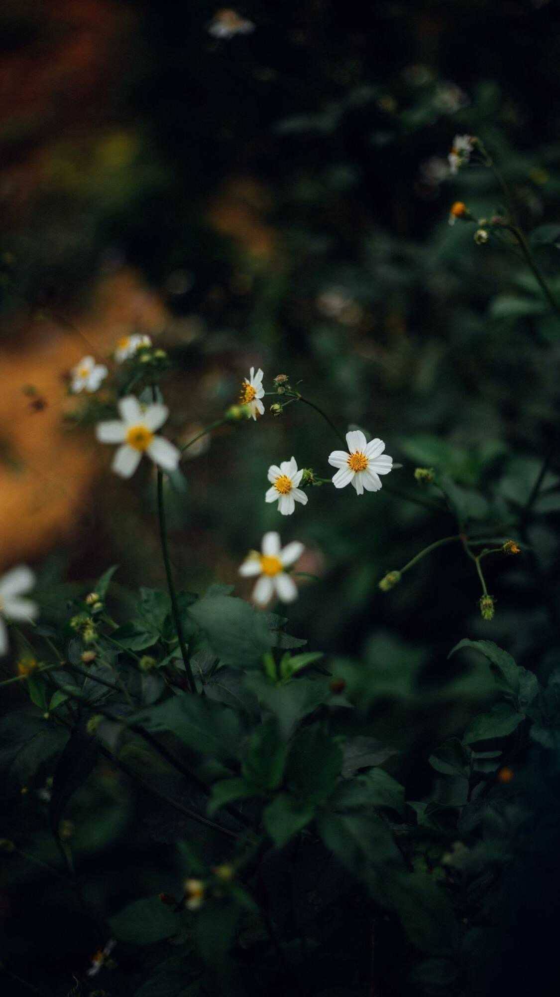 草地壁纸高清：青草与花儿的视觉盛宴，护眼手机ins风特写详细内容2