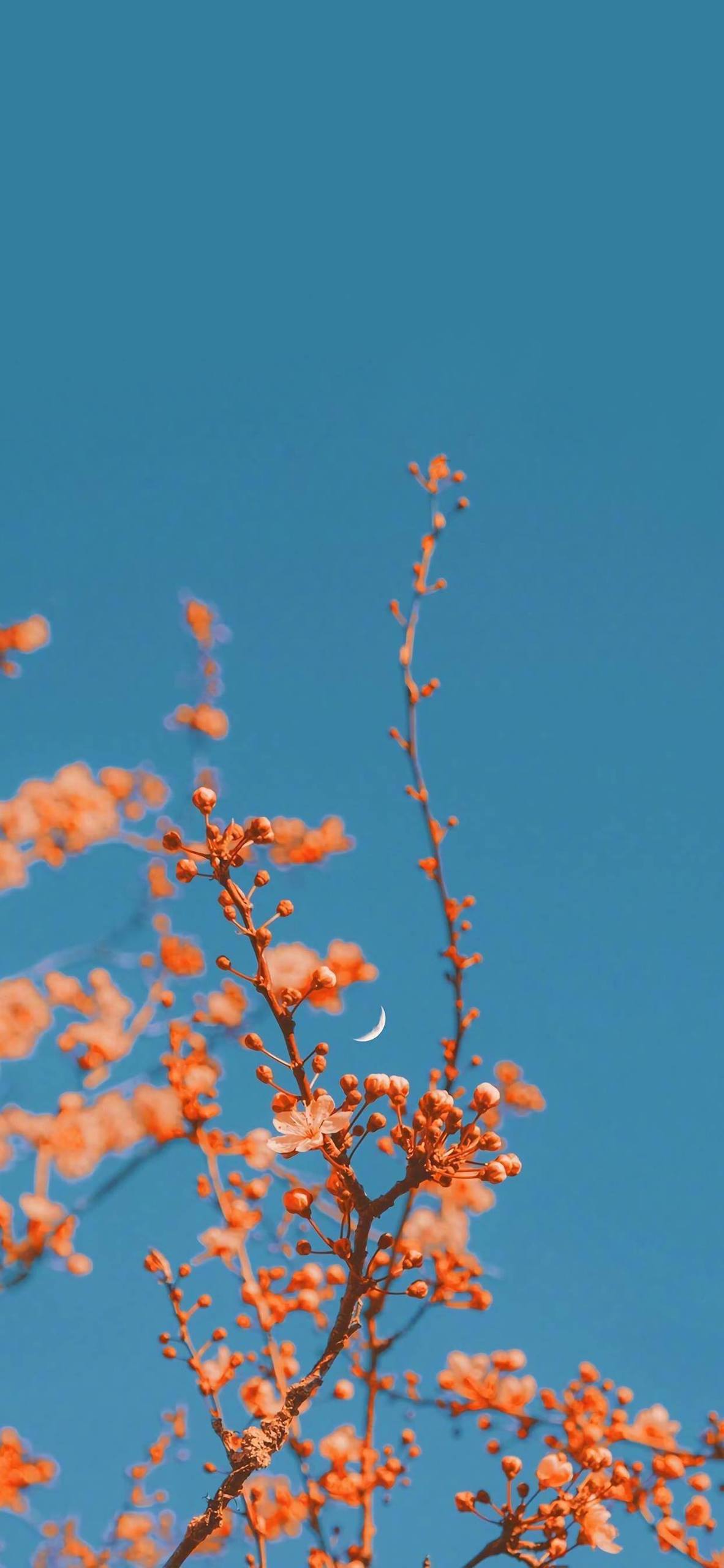 青草与花儿的海洋奇遇：苹果桌面上的自然盛宴详细内容2