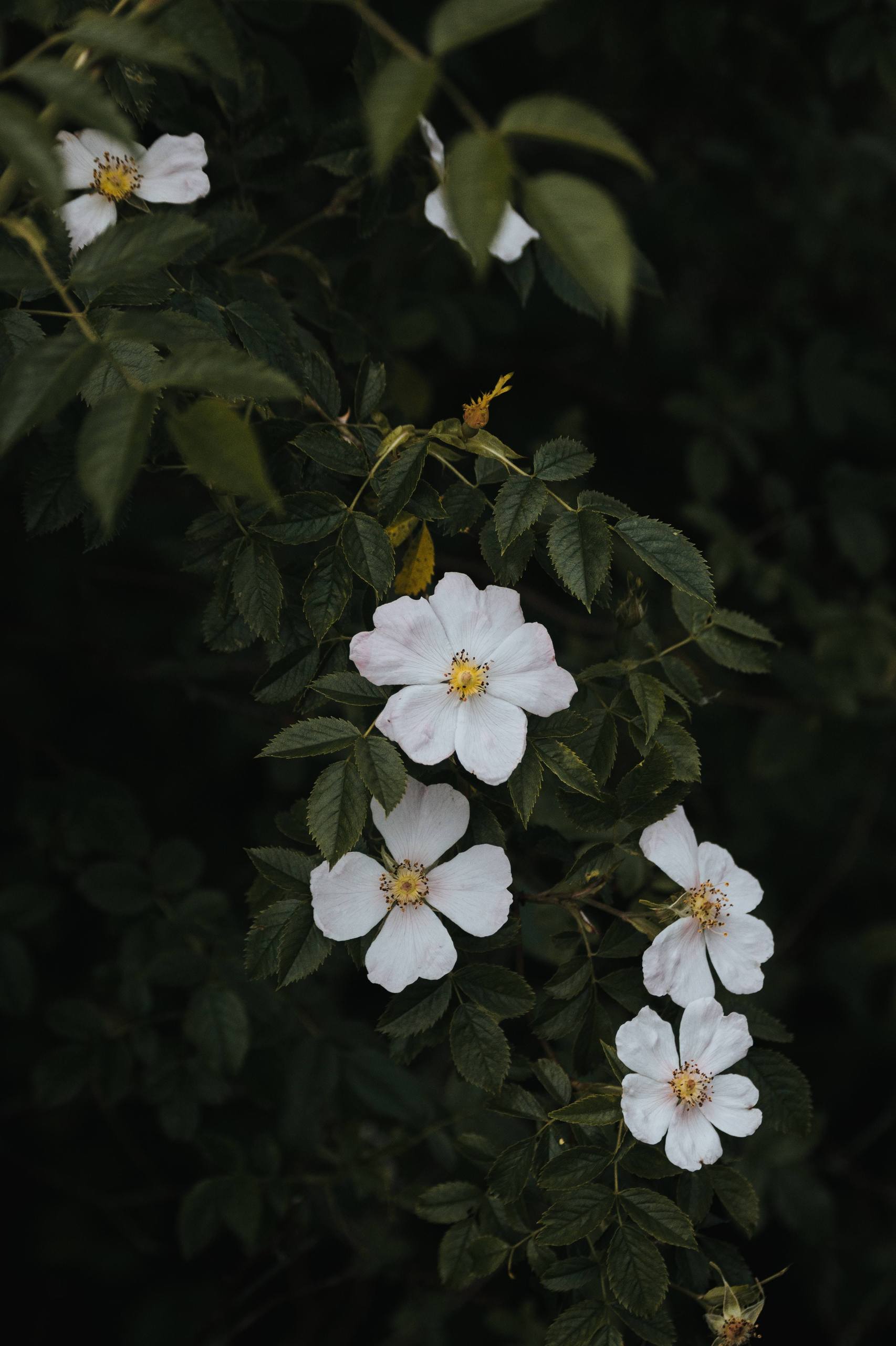 壁纸夕阳植物壁纸预览