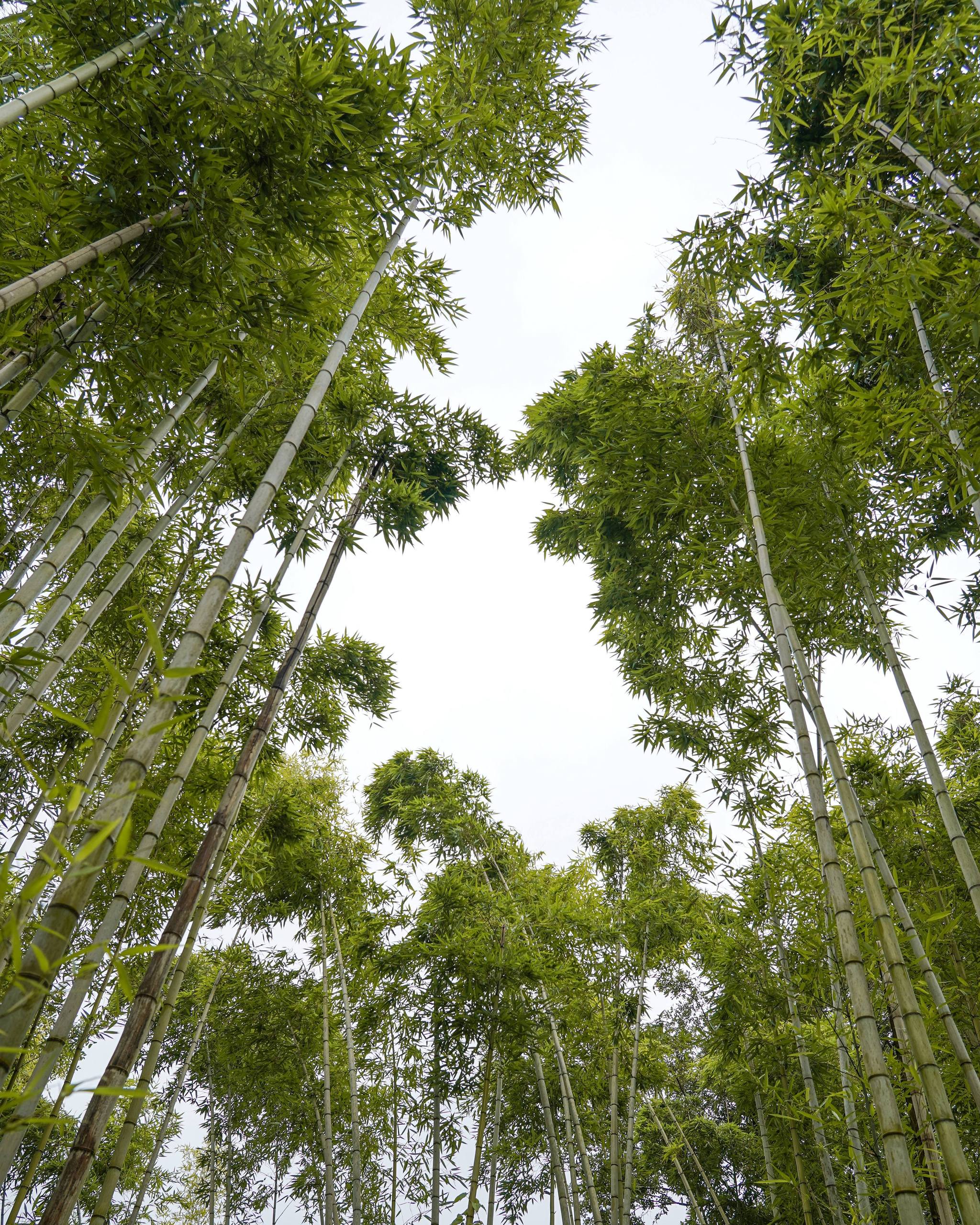 桌面壁纸植物壁纸预览