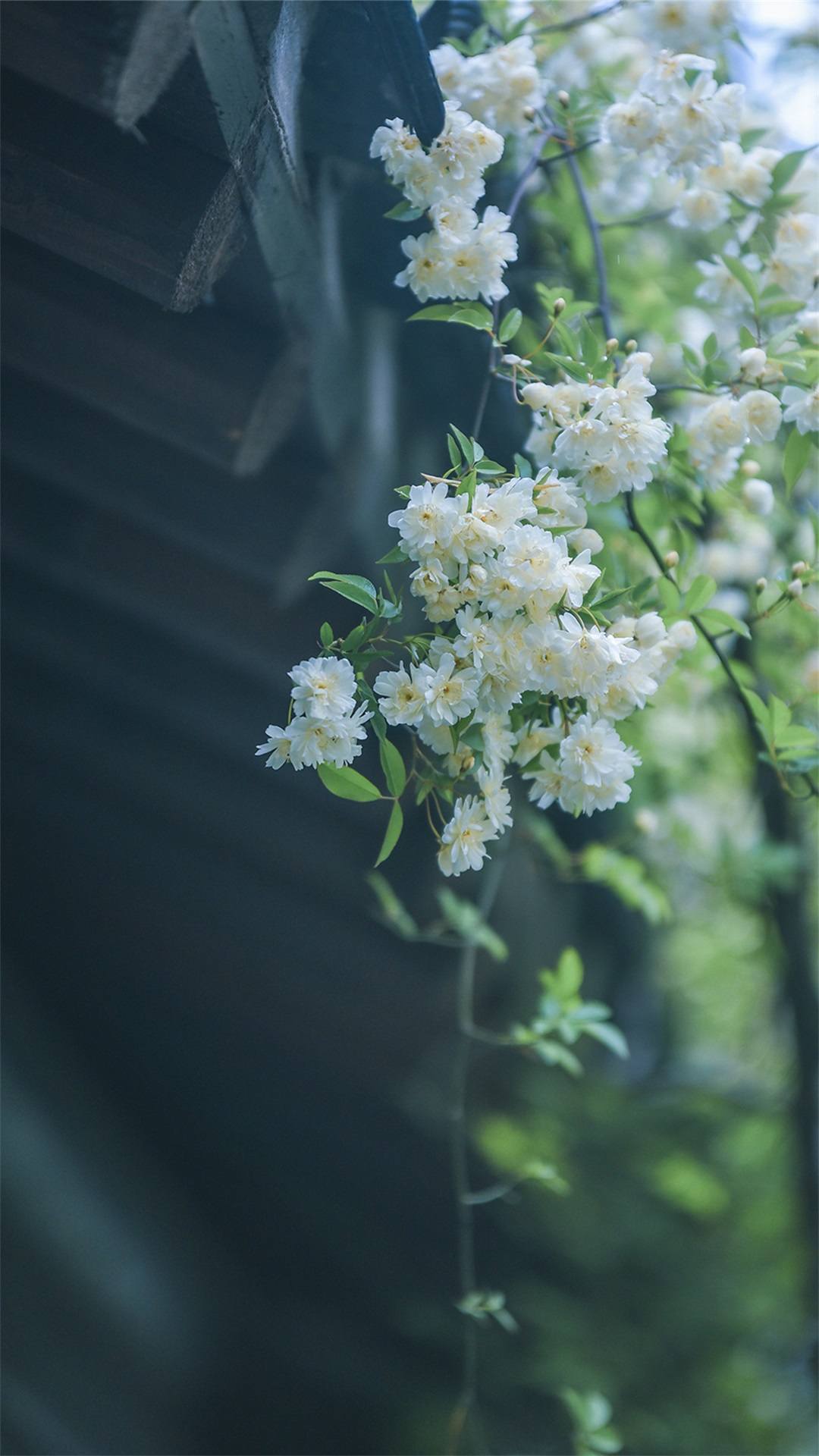 宫崎骏壁纸植物壁纸预览