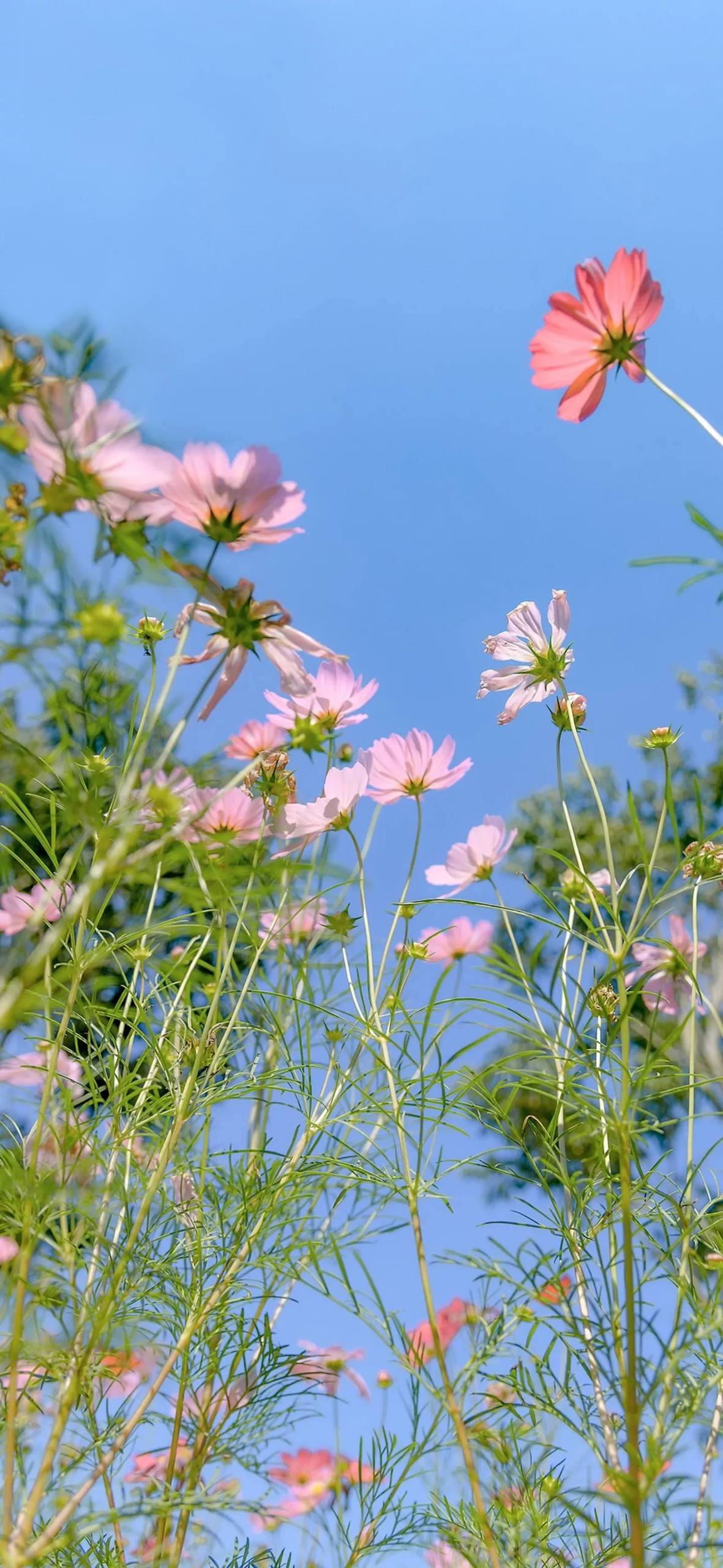 电脑植物桌面壁纸壁纸预览