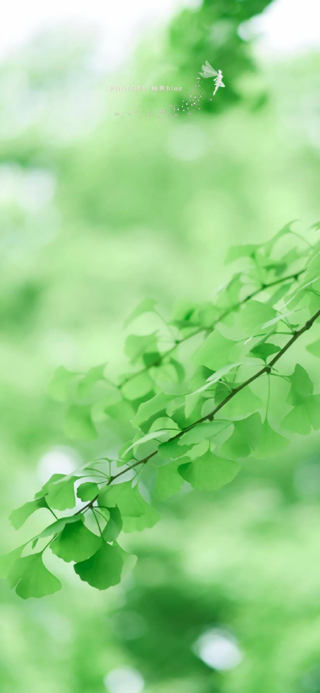 扁平风植物手机壁纸壁纸预览