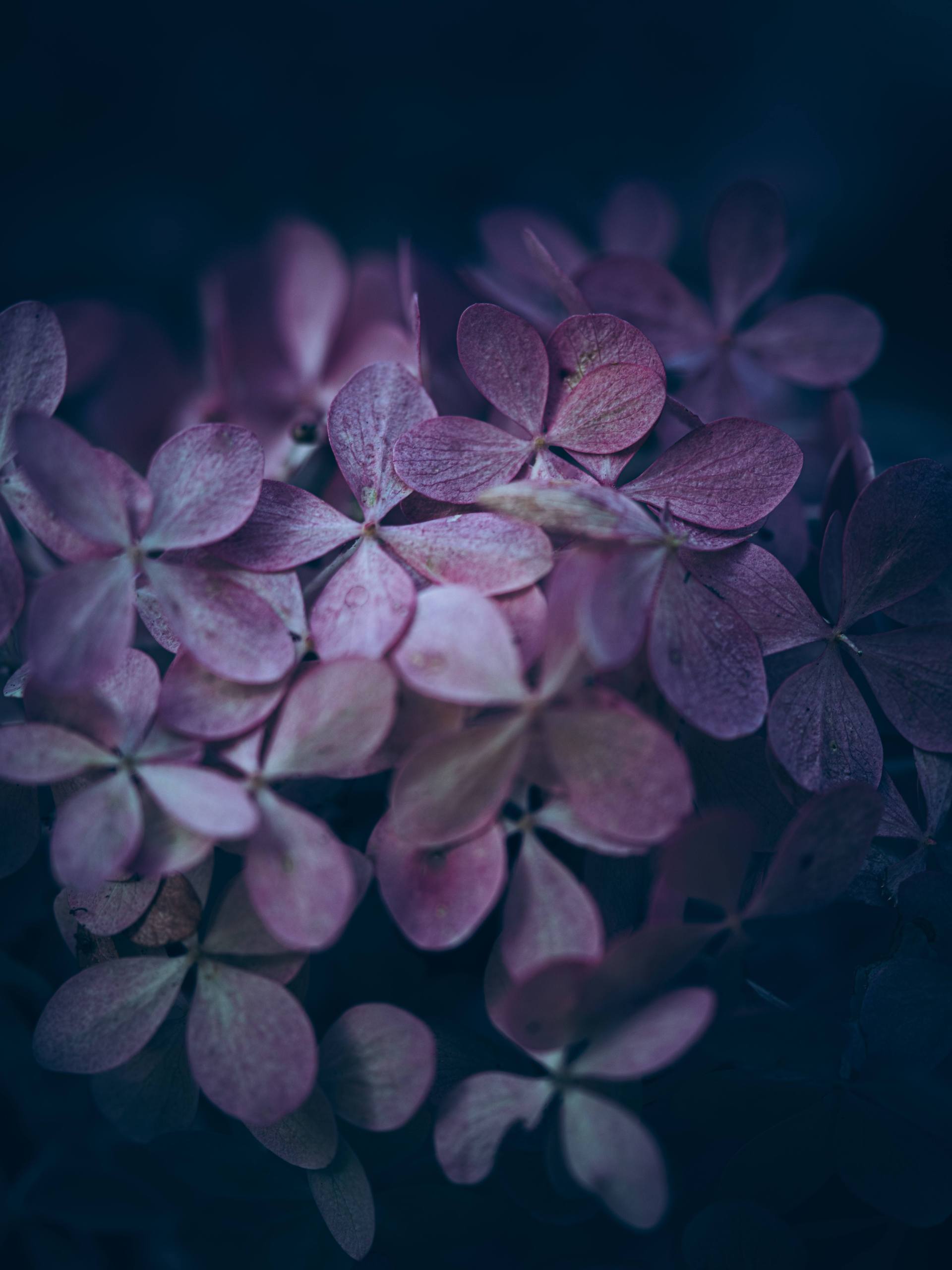 壁纸夕阳植物壁纸预览