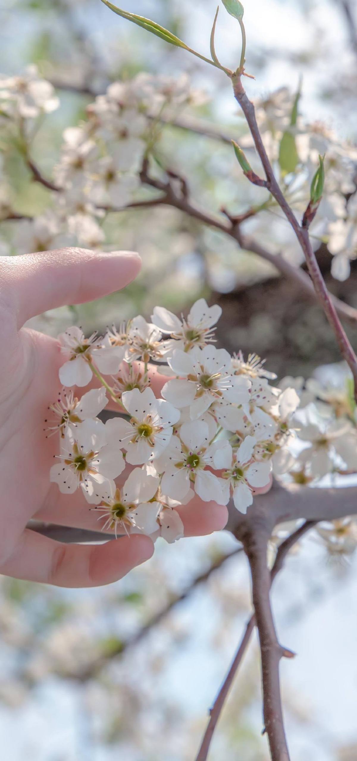 菠萝植物星球壁纸壁纸预览