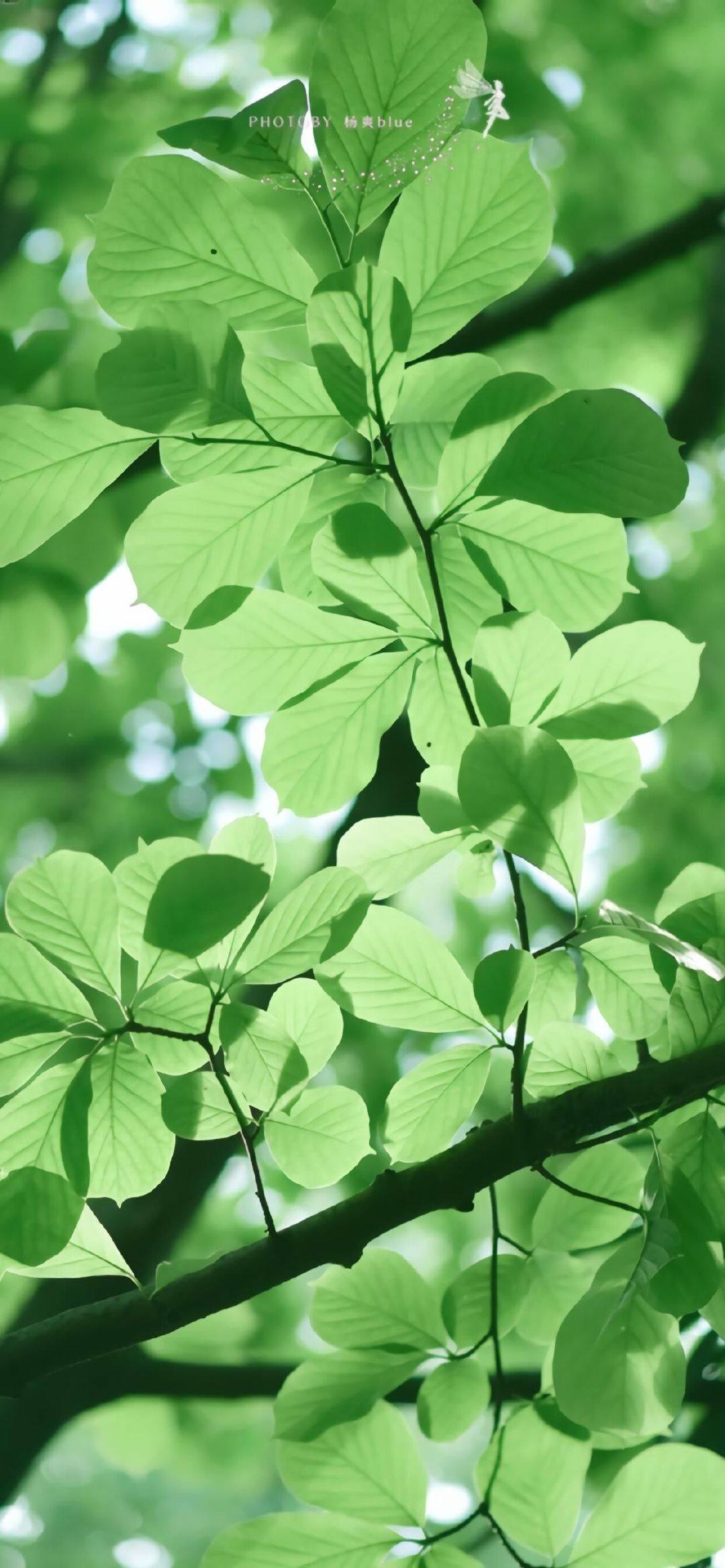 绿意盎然：扁平风植物壁纸，为你的苹果桌面注入清新活力详细内容1