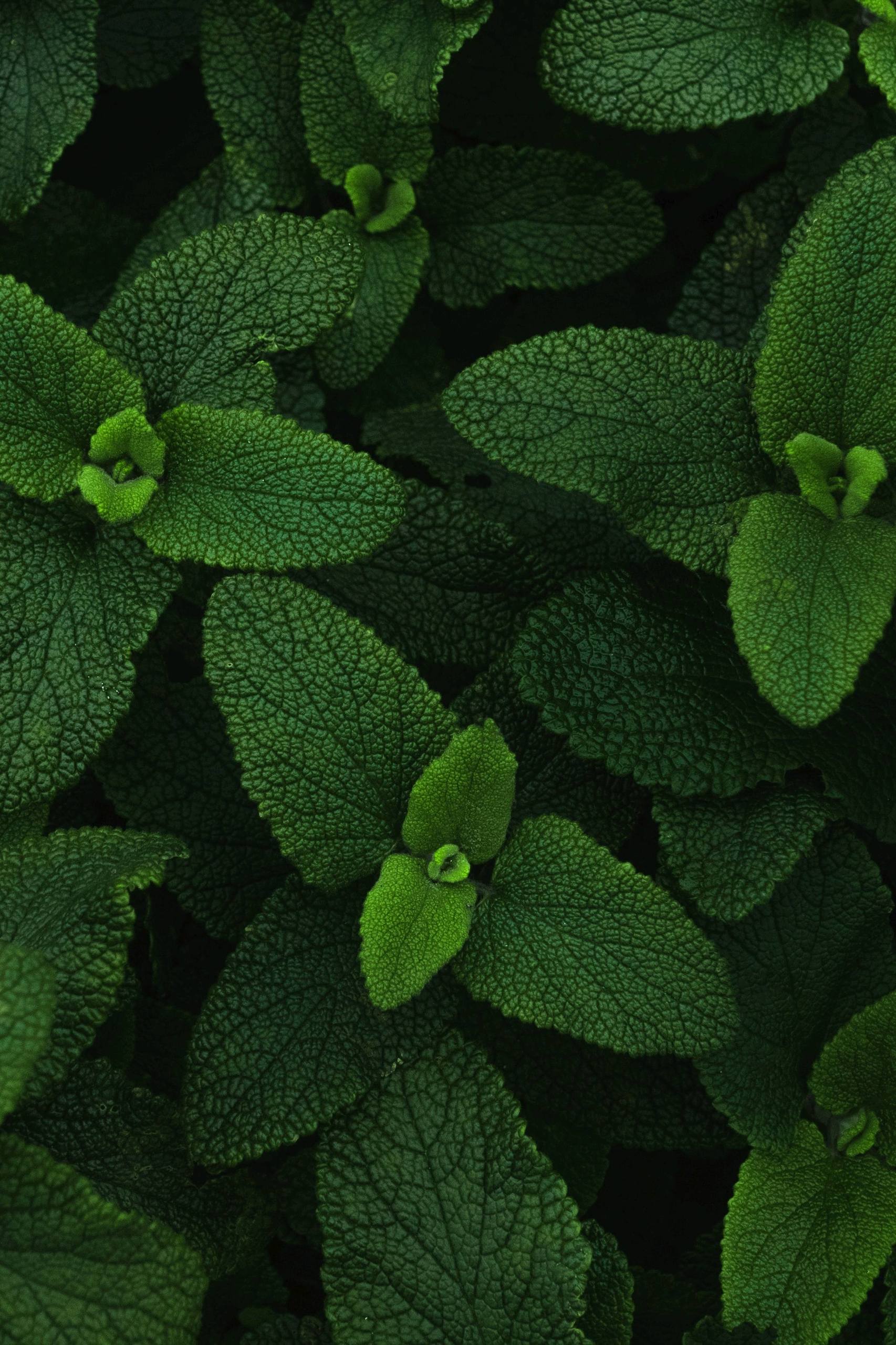 电脑植物壁纸壁纸预览