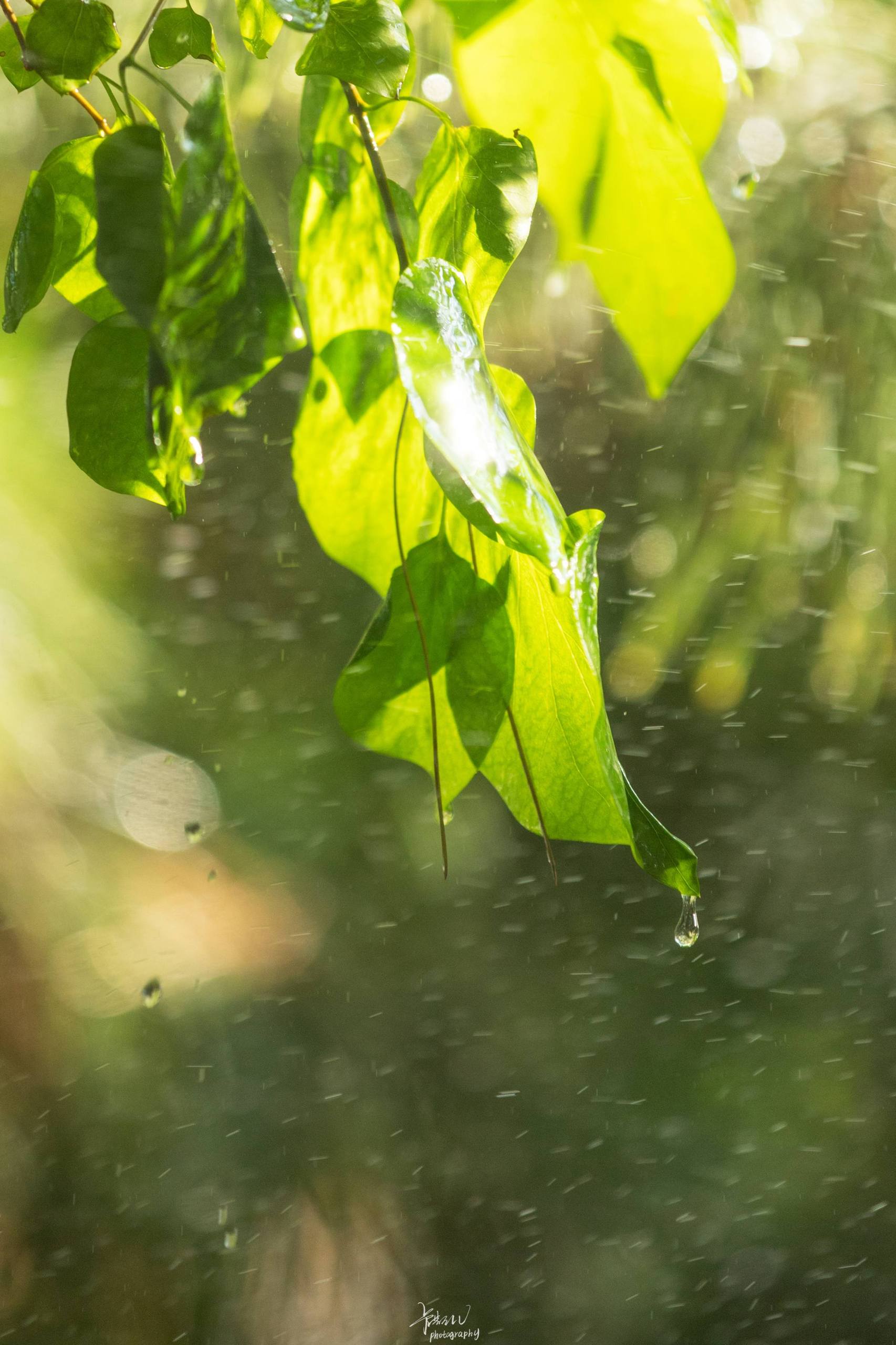 根块植物壁纸：绿植小清新，解锁你的苹果锁屏新境界详细内容1