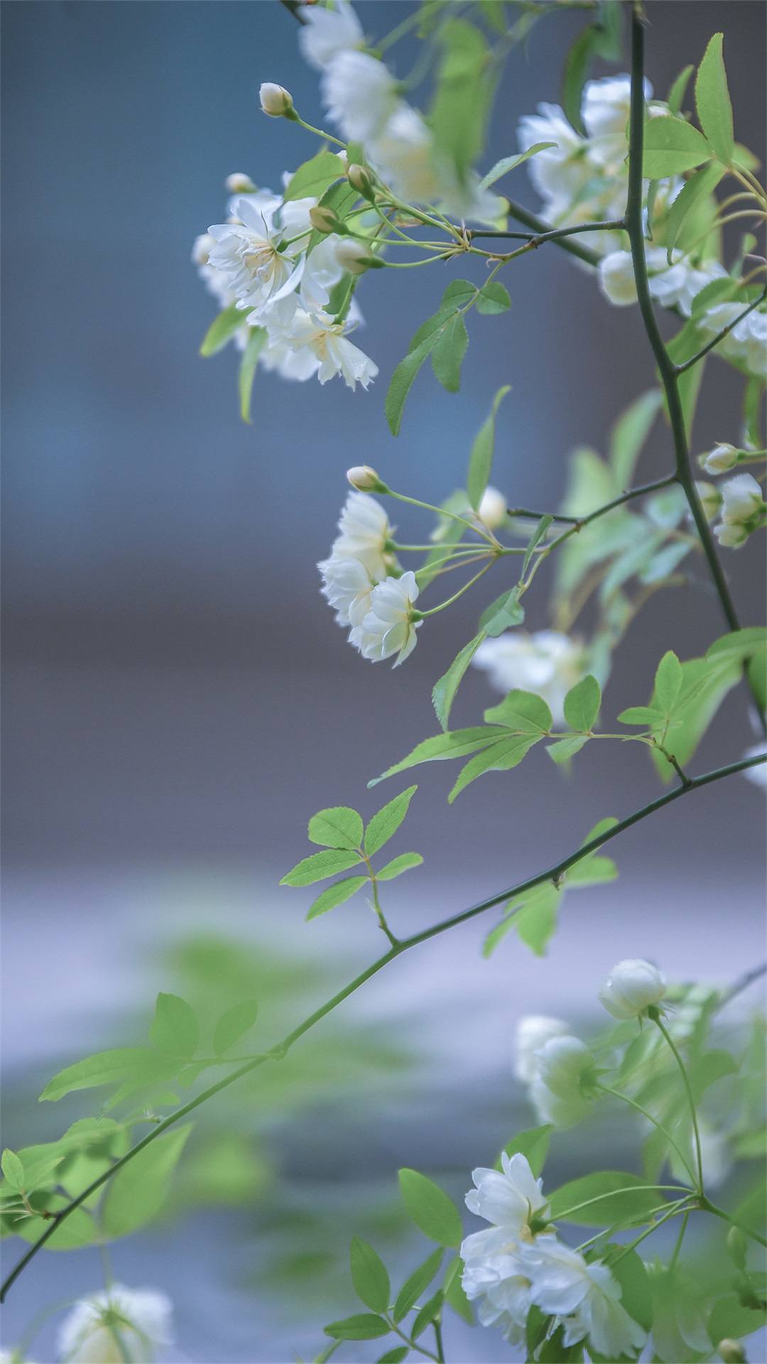 宫崎骏壁纸植物壁纸预览