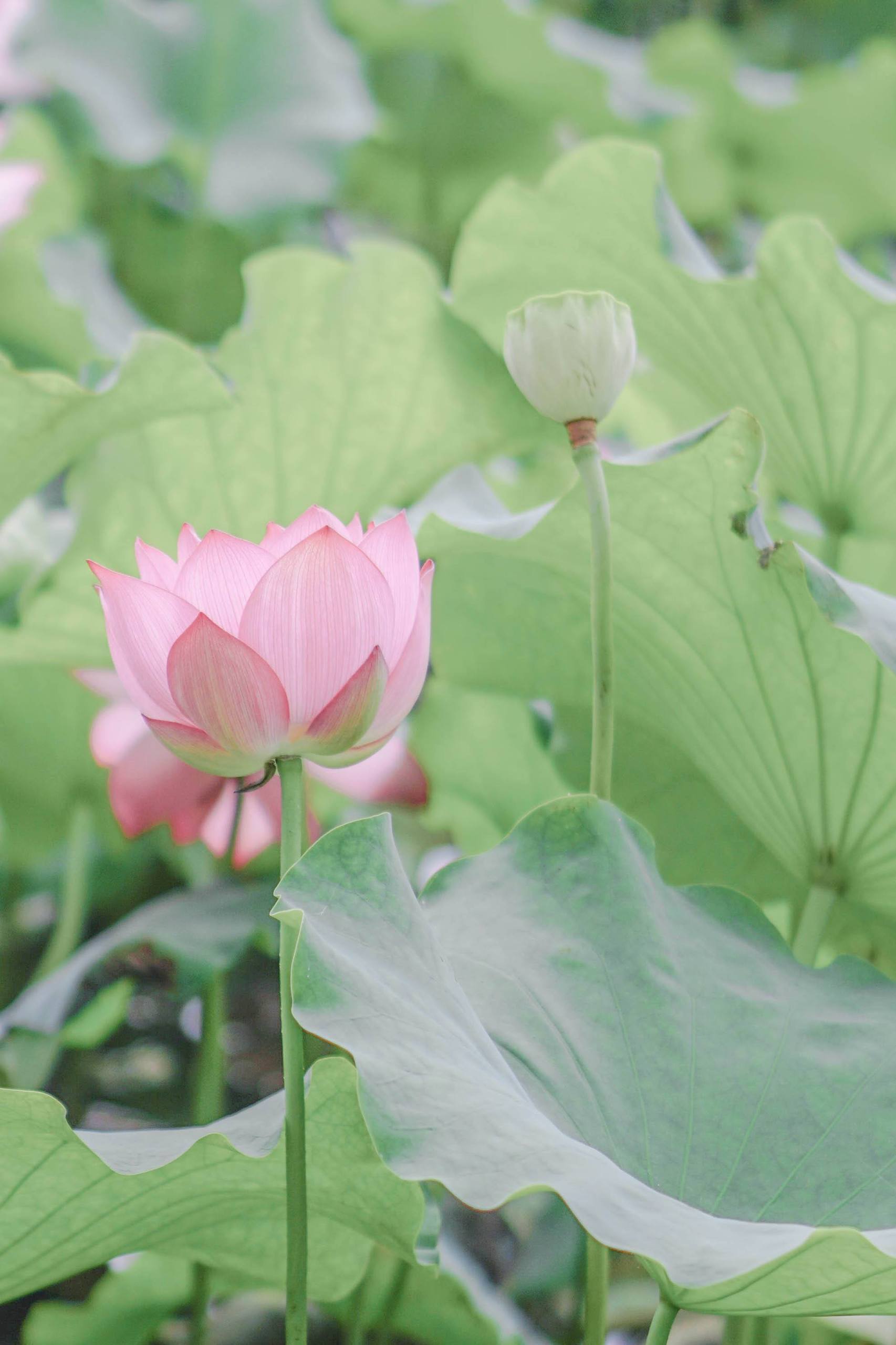 绿意盎然：小清新绿植壁纸，为你的电脑桌面注入自然活力详细内容1