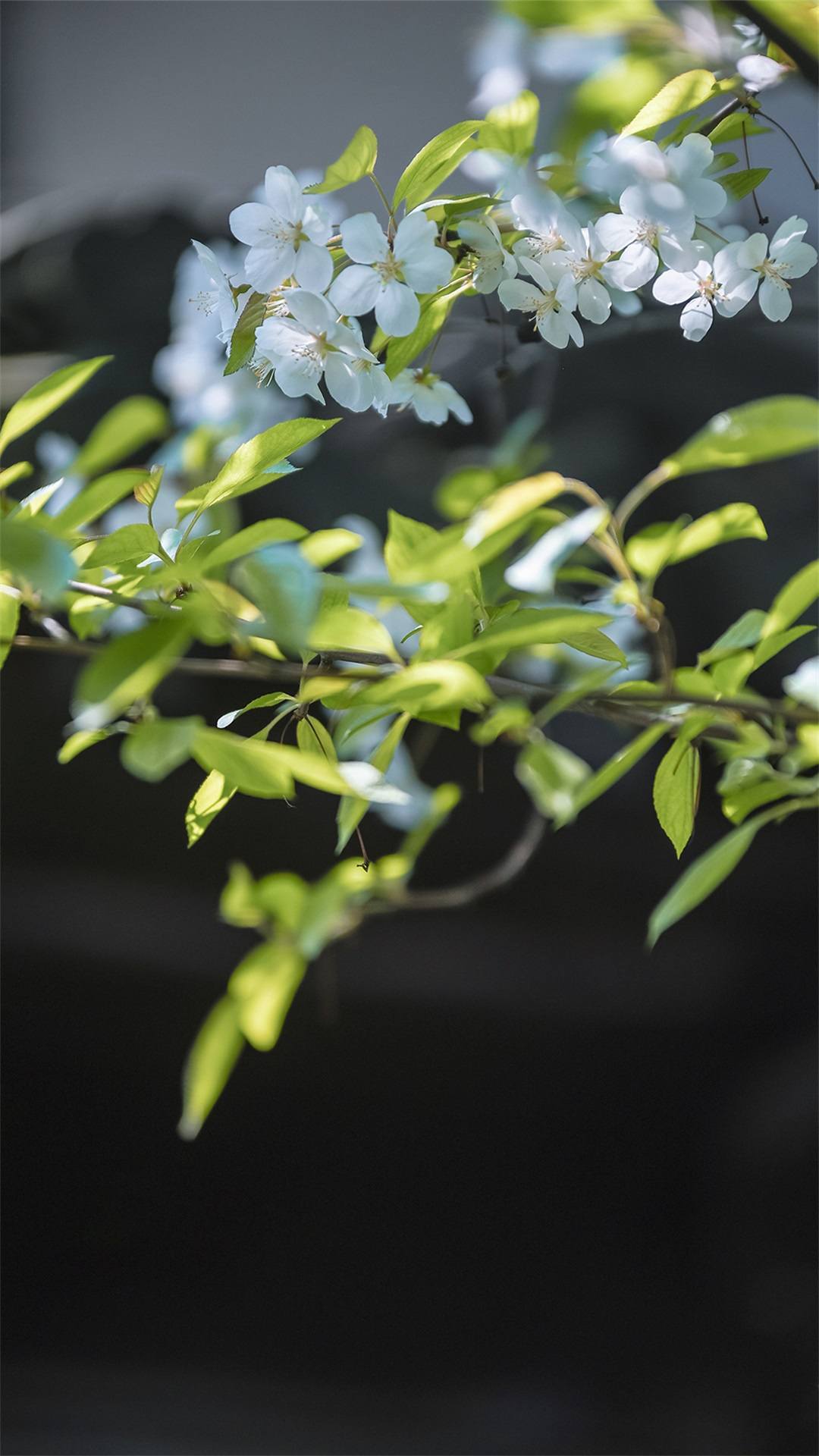 成都绿意盎然：植物星球壁纸带你走进小清新的iPhone世界详细内容1