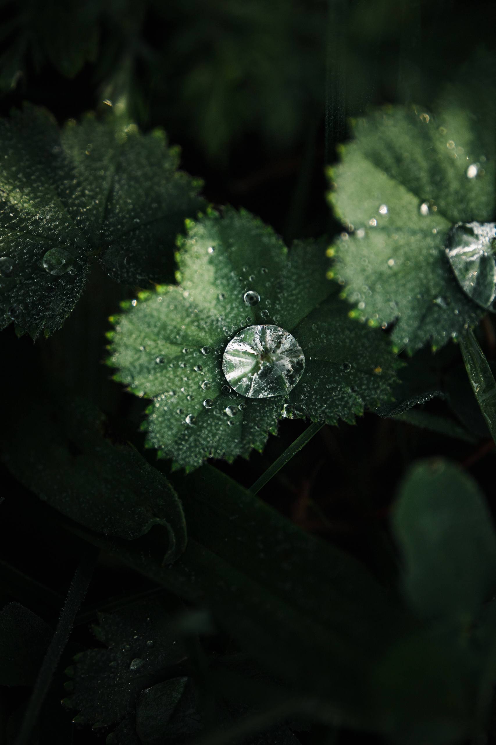 壁纸中植物壁纸预览