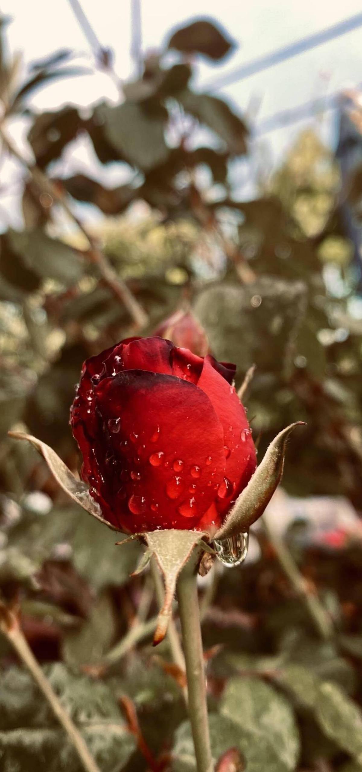 菠萝植物星球壁纸壁纸预览