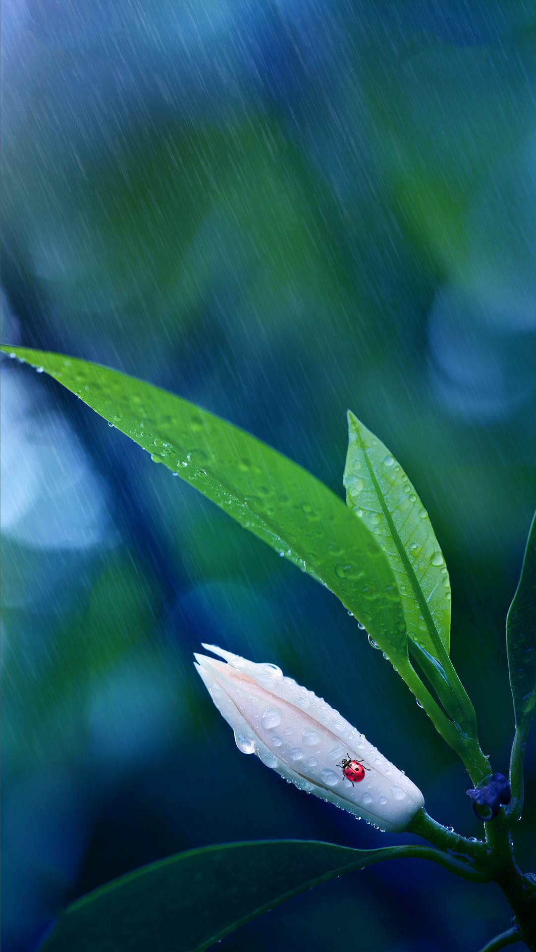 菠萝植物星球壁纸壁纸预览