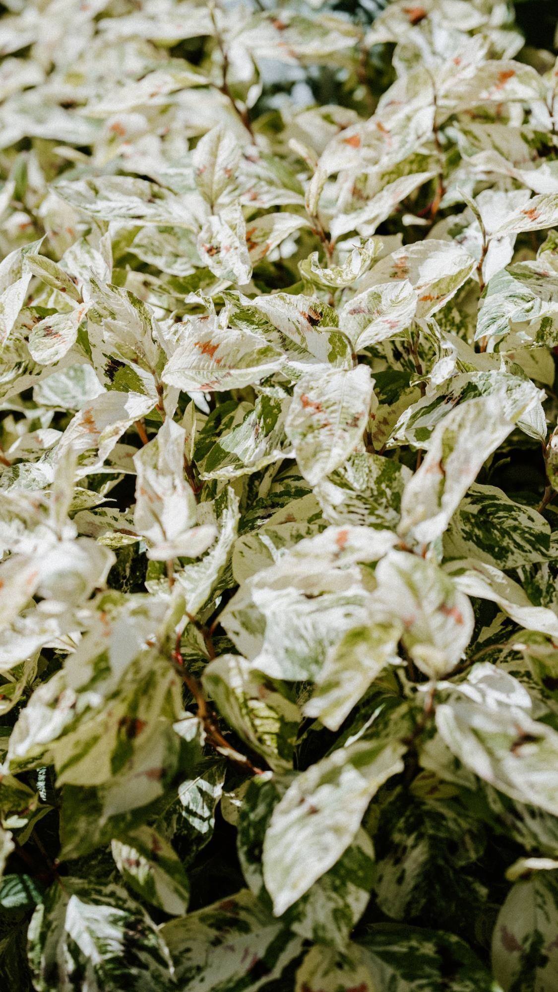 动态壁纸植物花卉壁纸预览