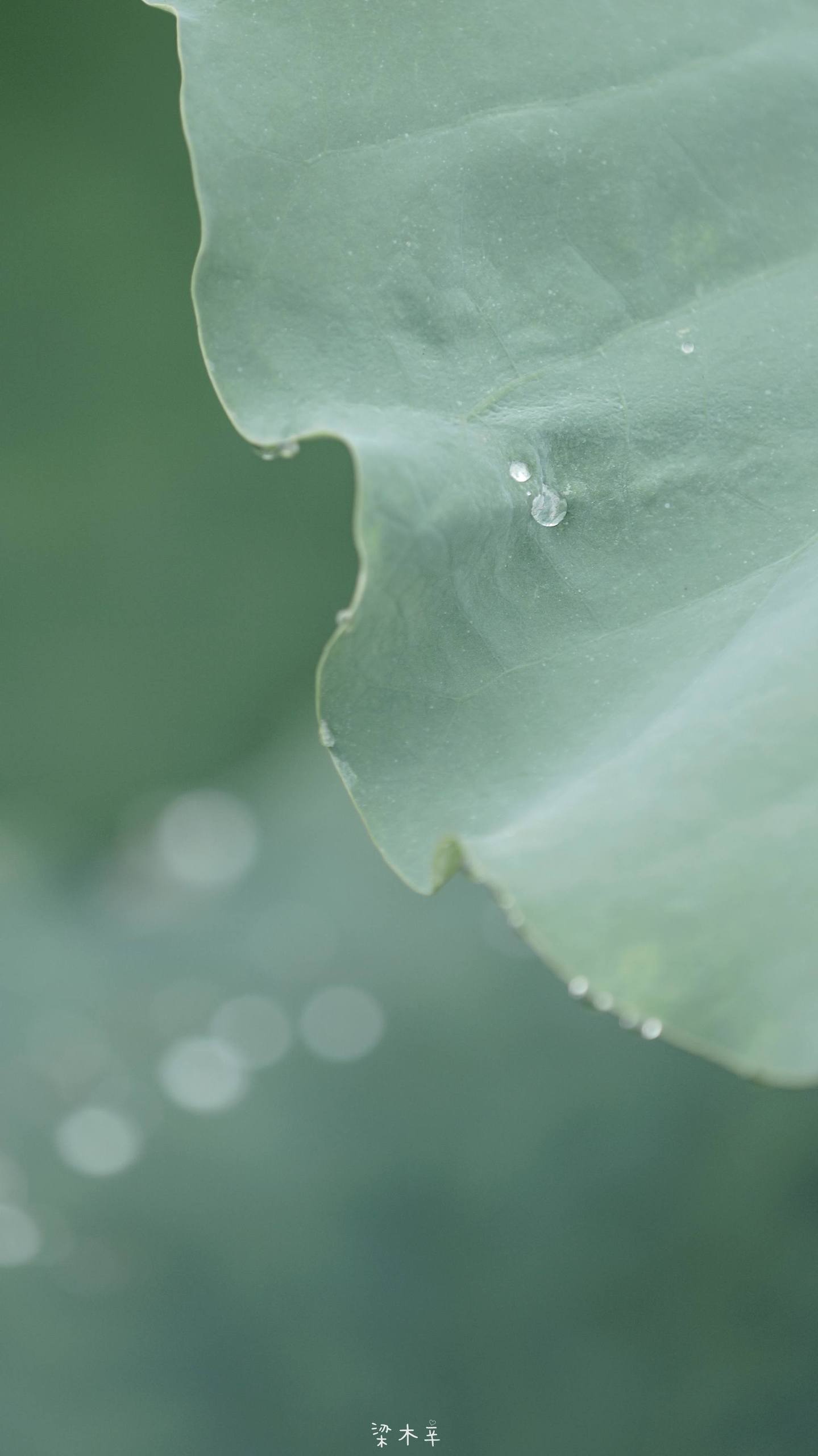 绿意盎然：小清新植物壁纸，护眼又治愈的电脑伴侣详细内容1