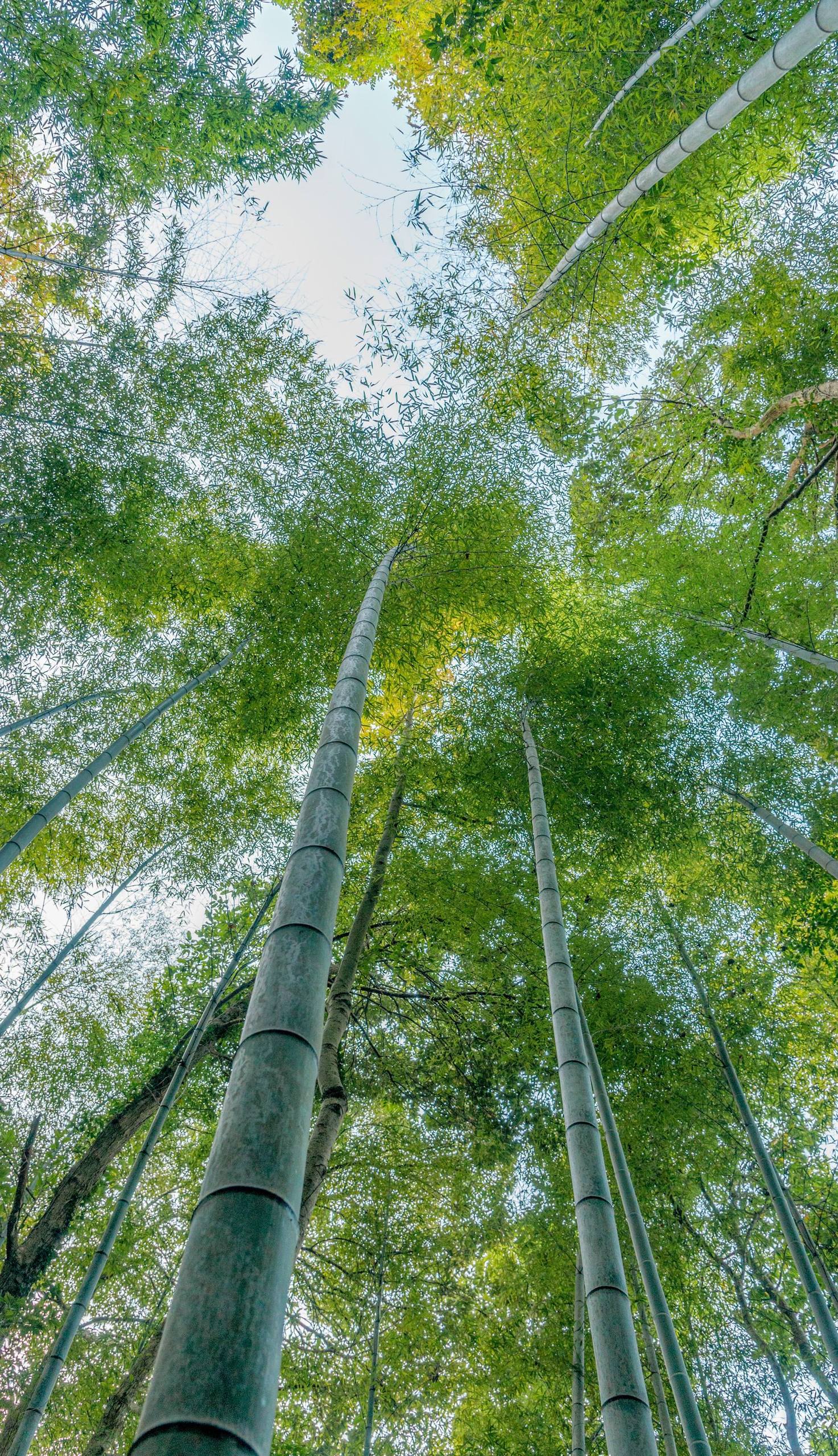 绿意盎然：紫色壁纸下的高清植物乐园详细内容2