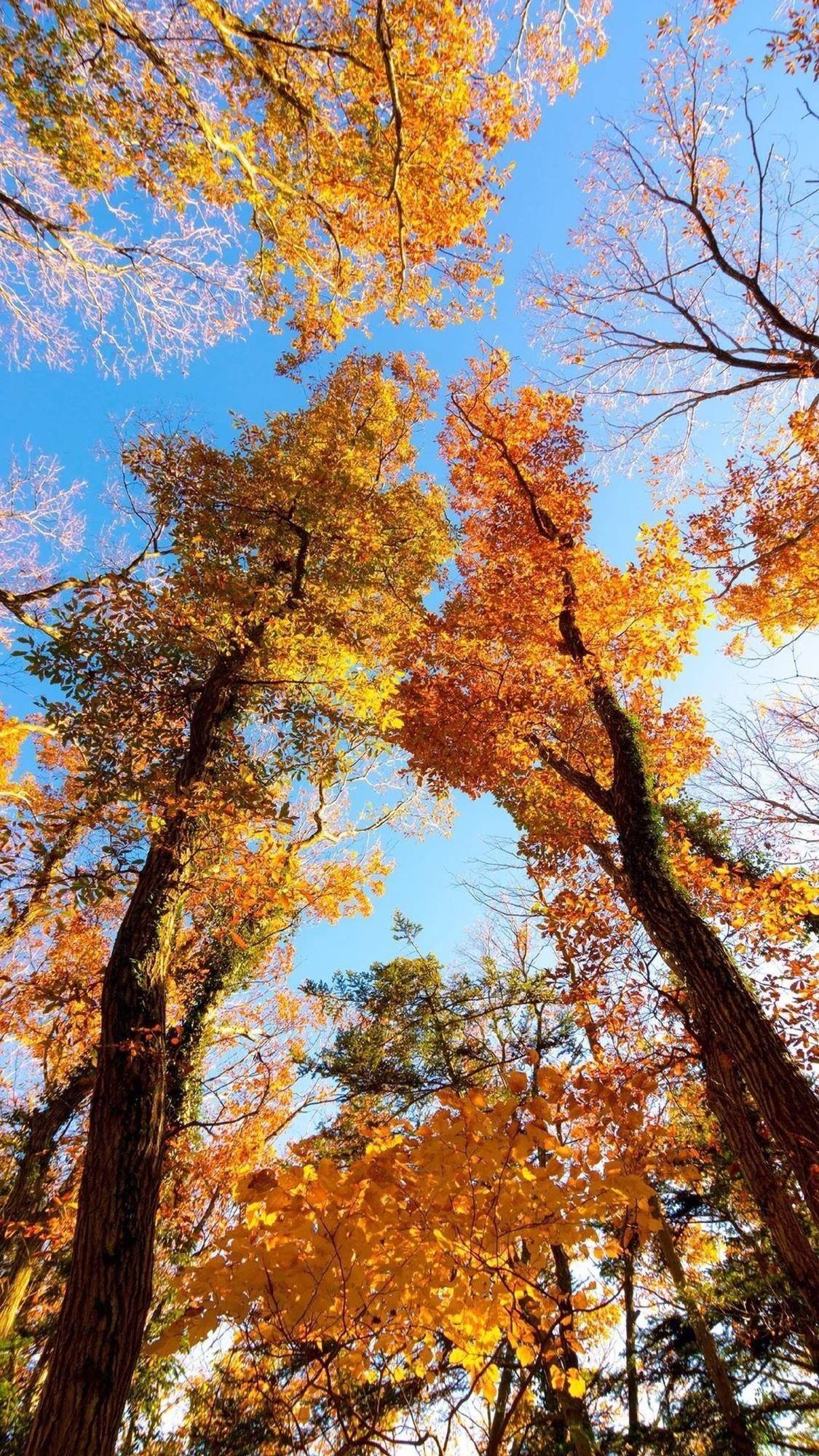 绿意盎然：壁纸植物的动漫治愈之旅详细内容1